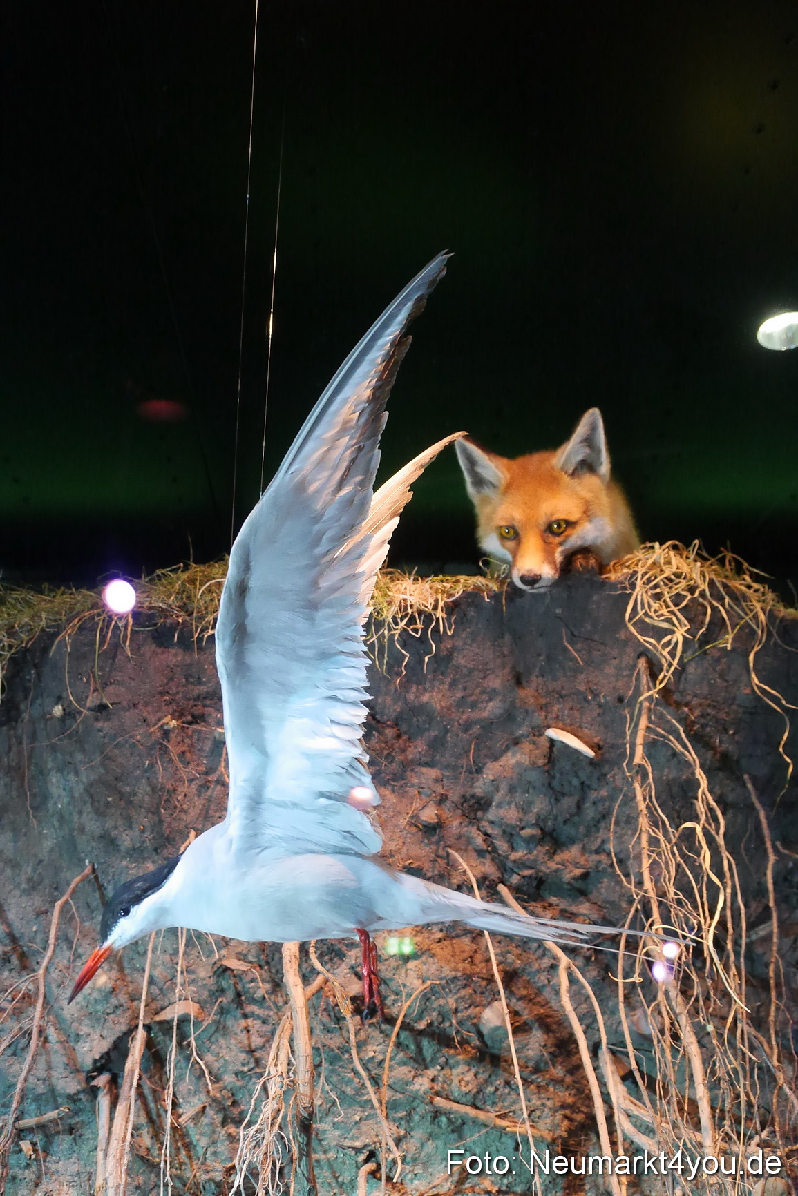 Stralsund Sommer 2014