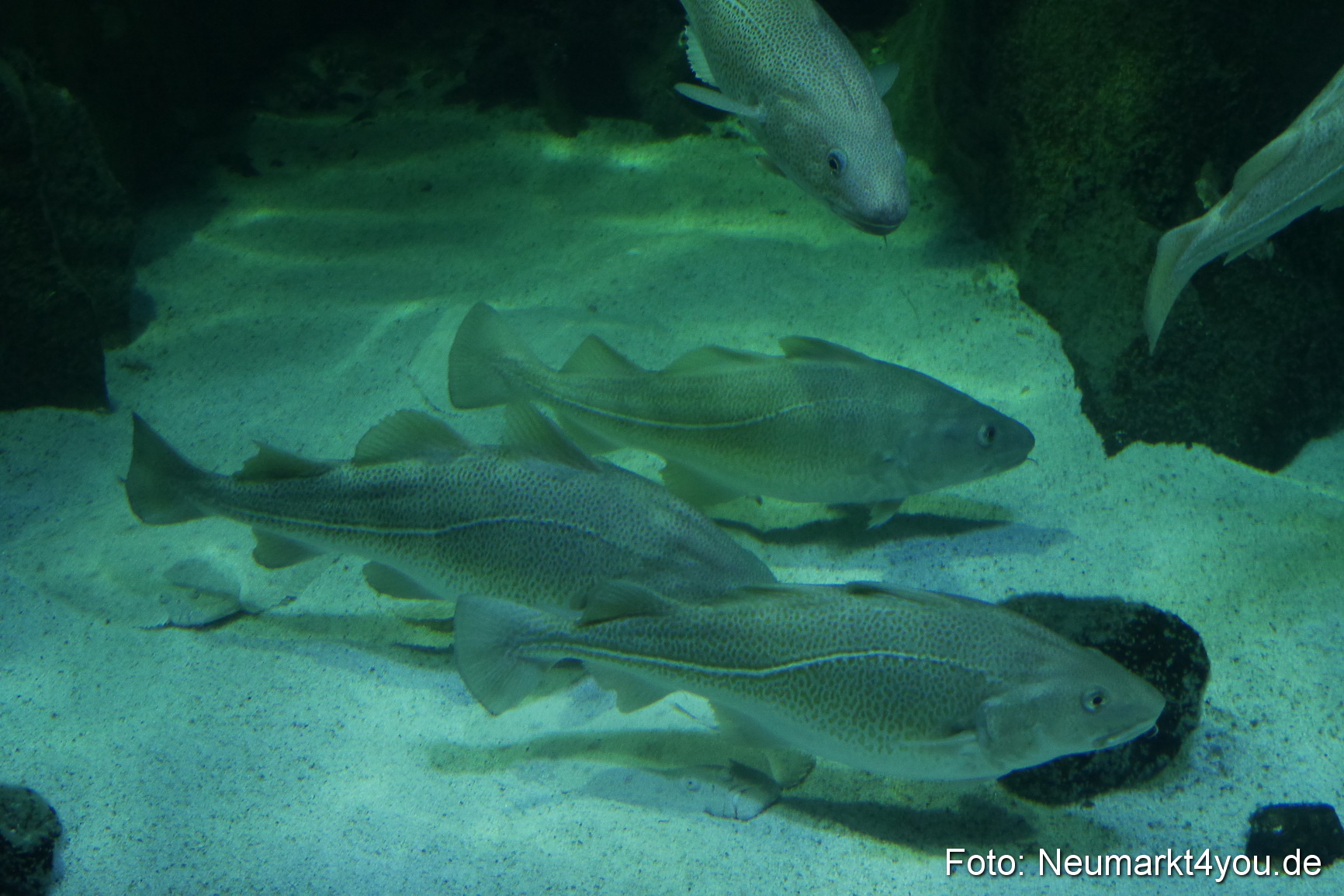 Stralsund Sommer 2014