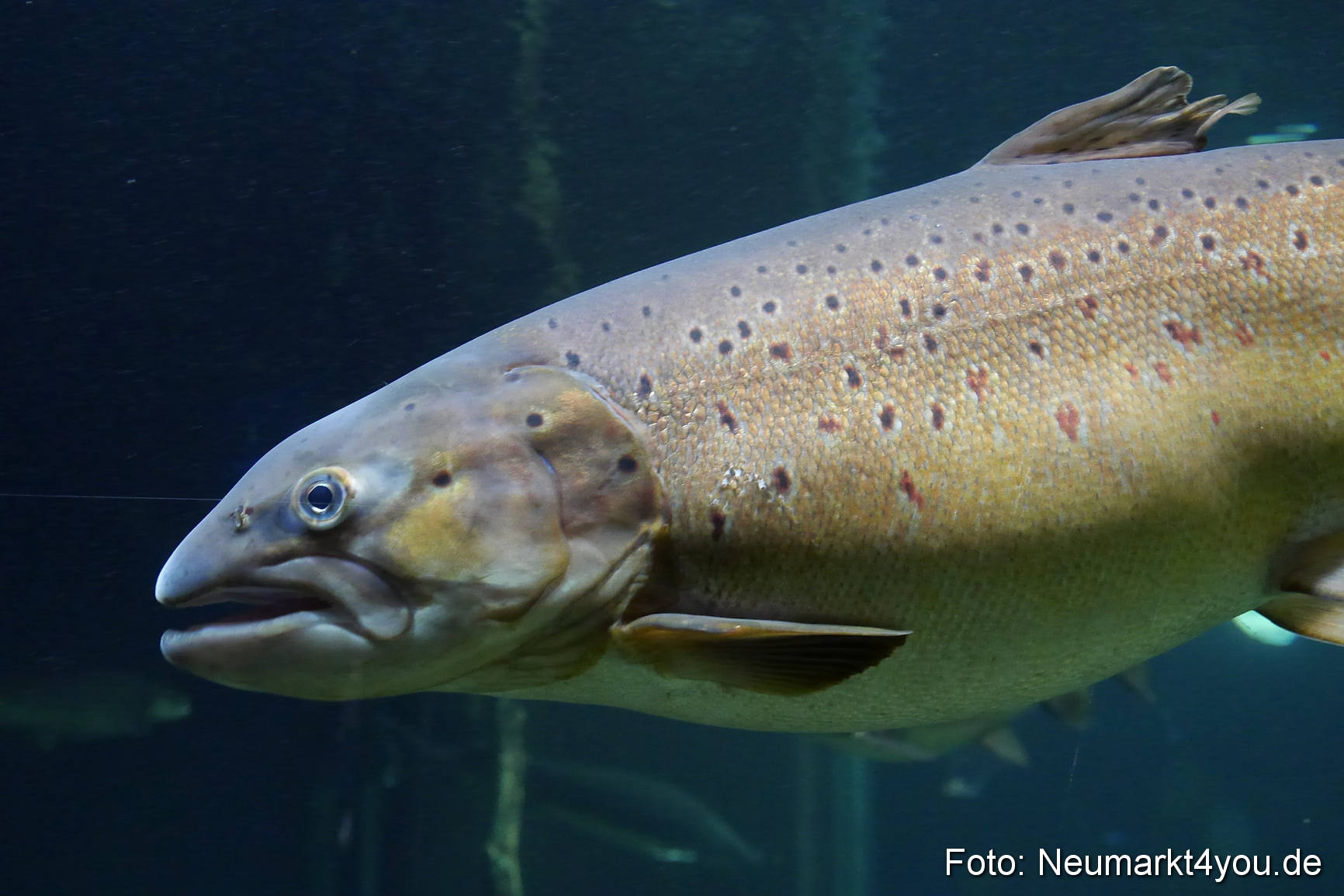 Stralsund Sommer 2014