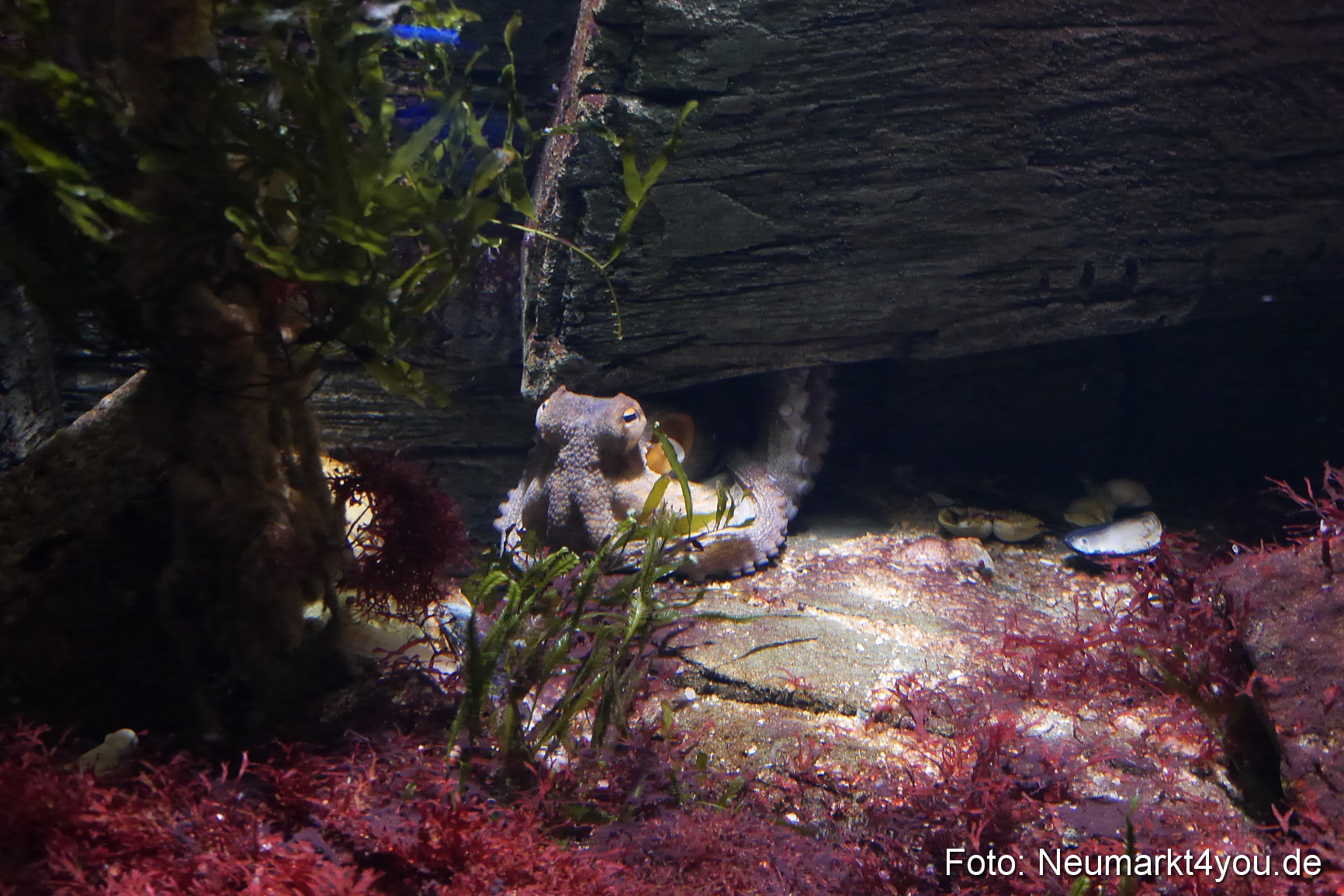 Stralsund Sommer 2014