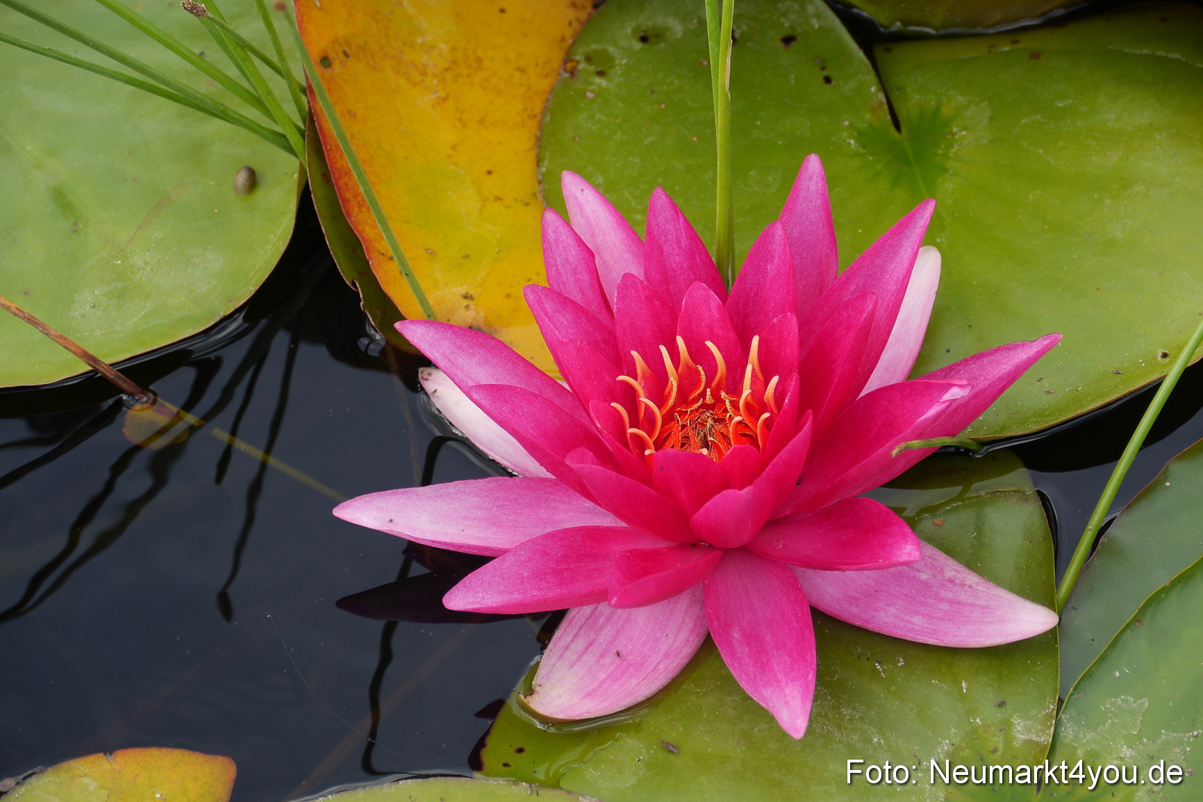 Waren an der Müritz Sommer 2014