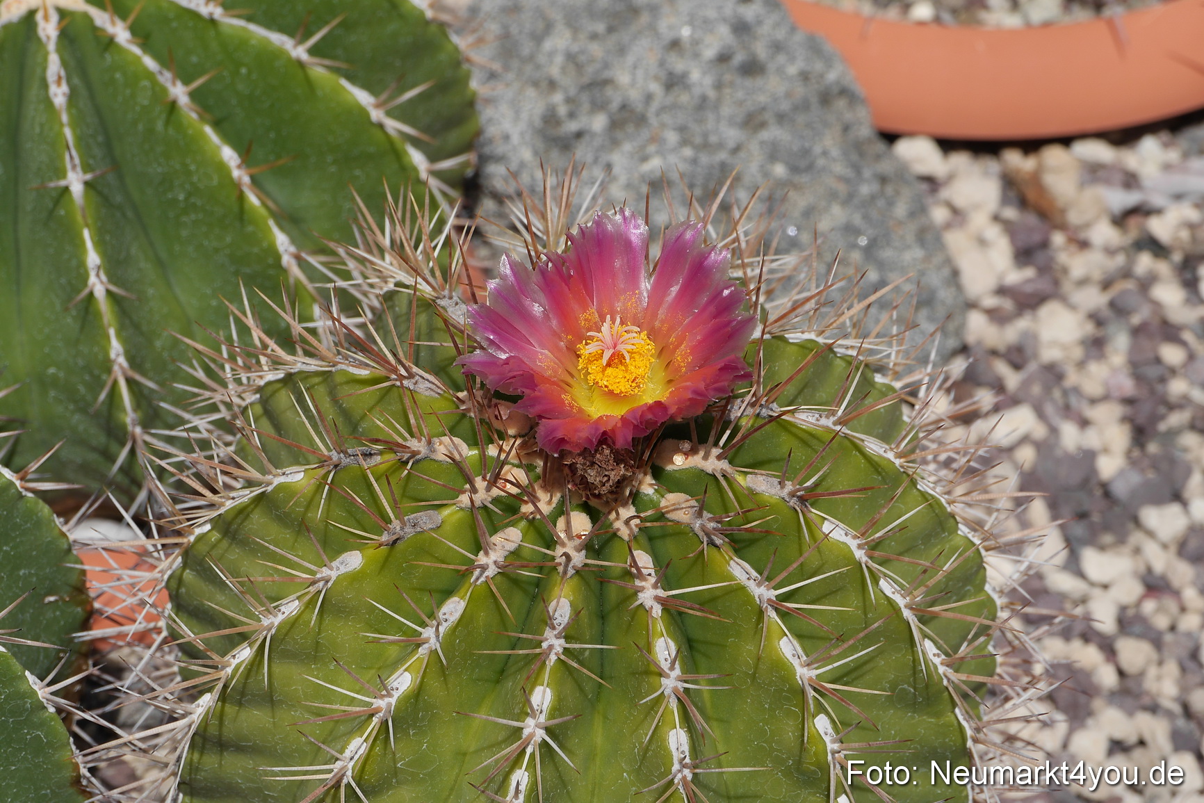 Waren an der Müritz Sommer 2014