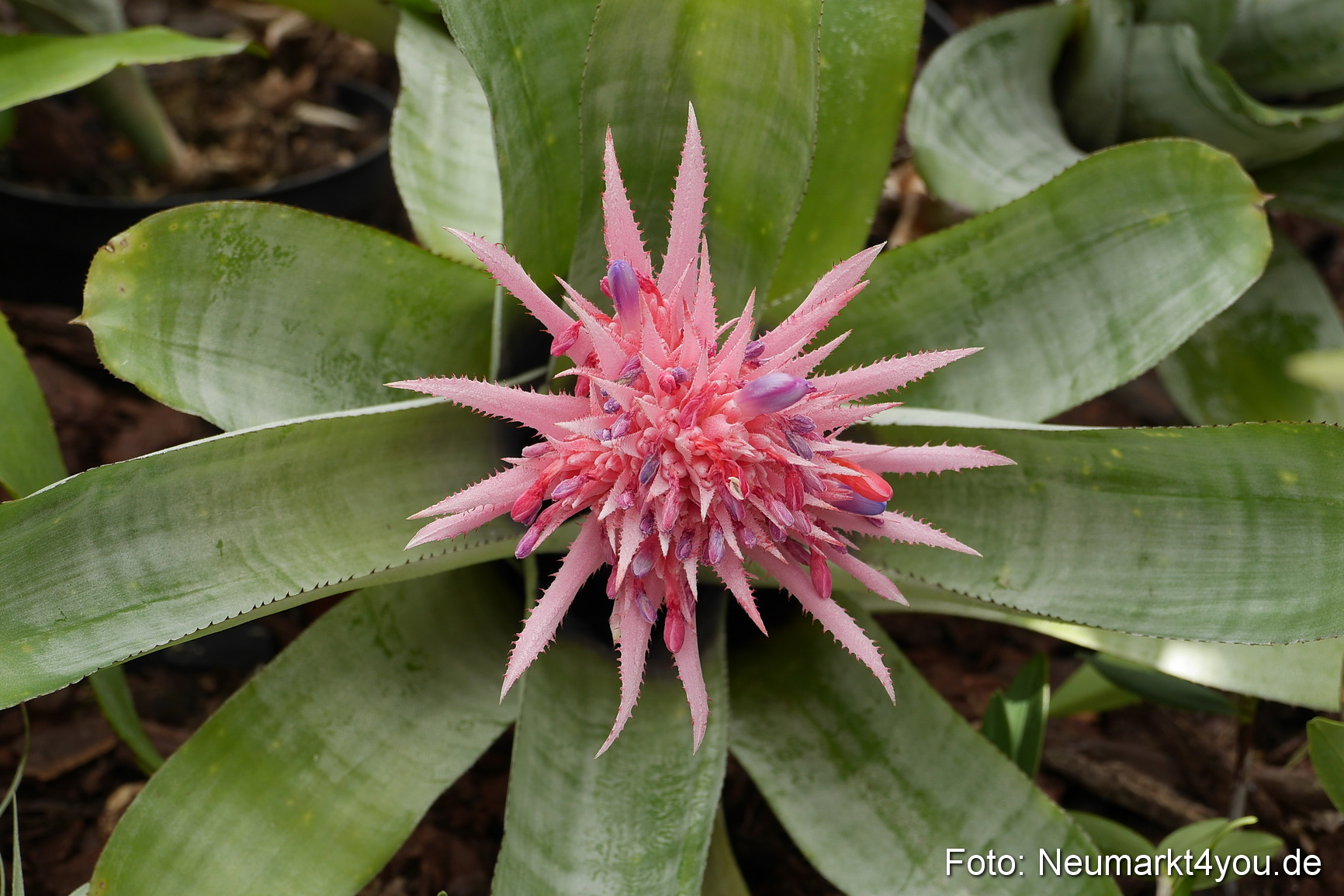 Waren an der Müritz Sommer 2014