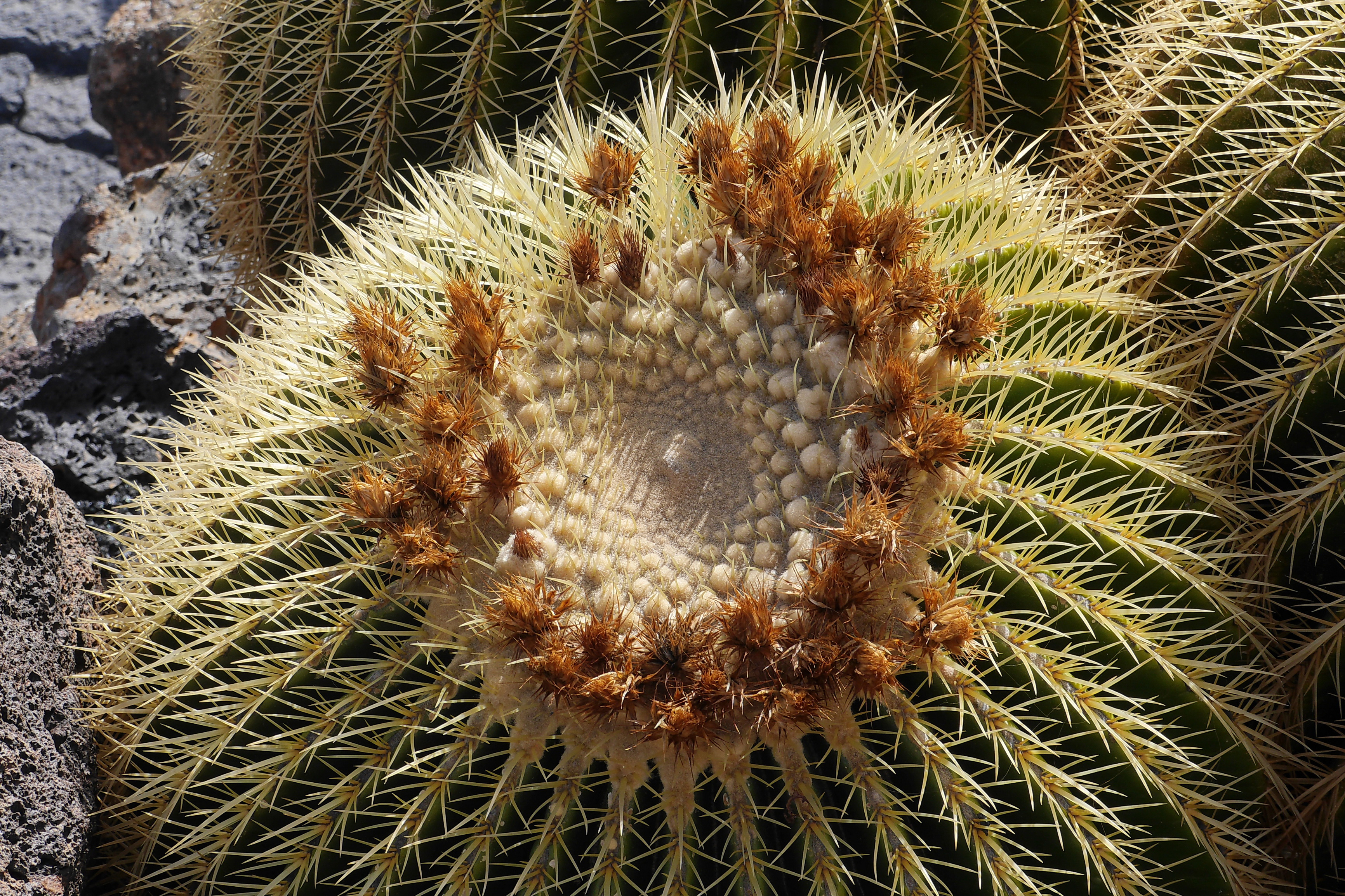 Lanzarote Hipotels La Geria 2018 0010