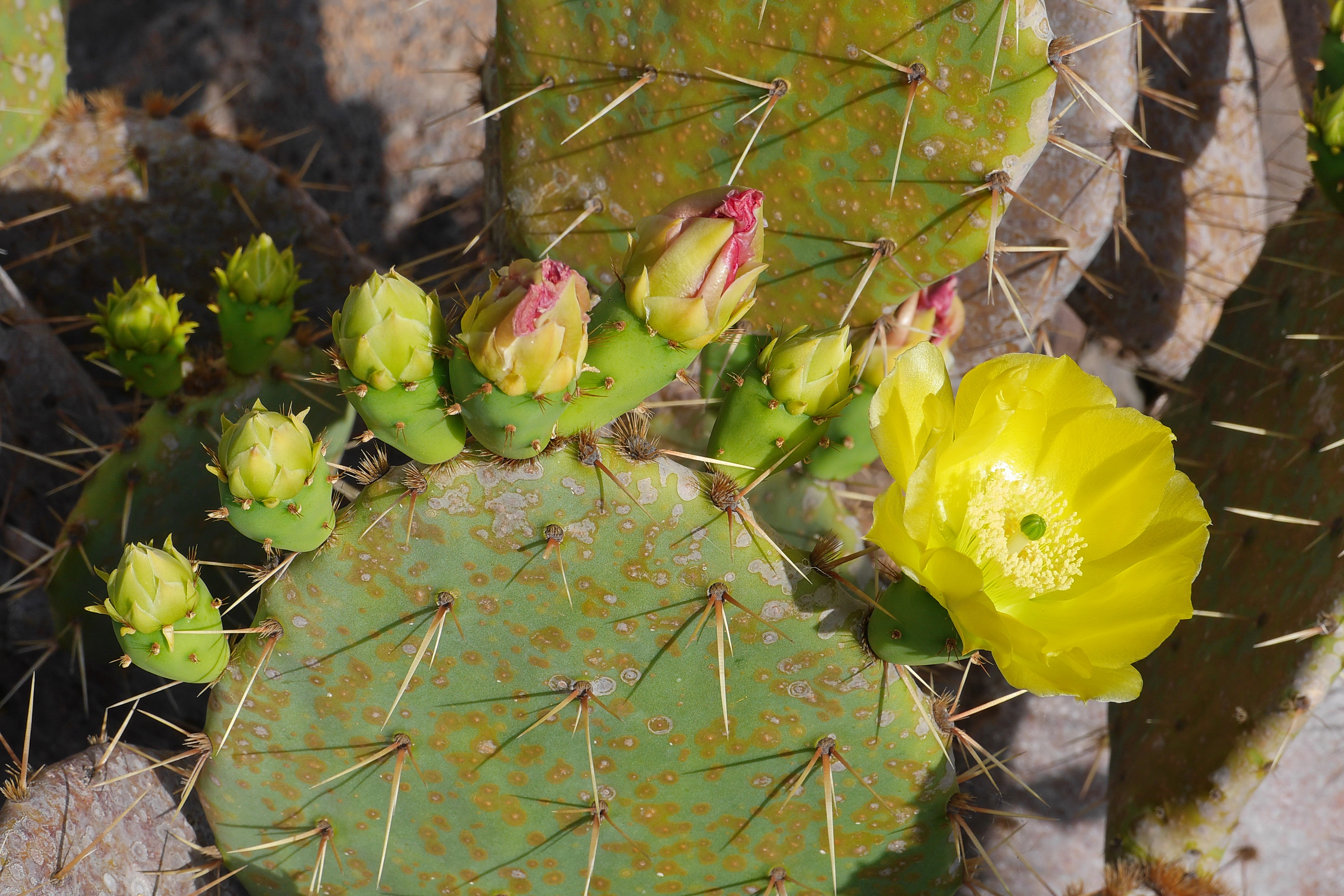 Lanzarote Hipotels La Geria 2018 0011