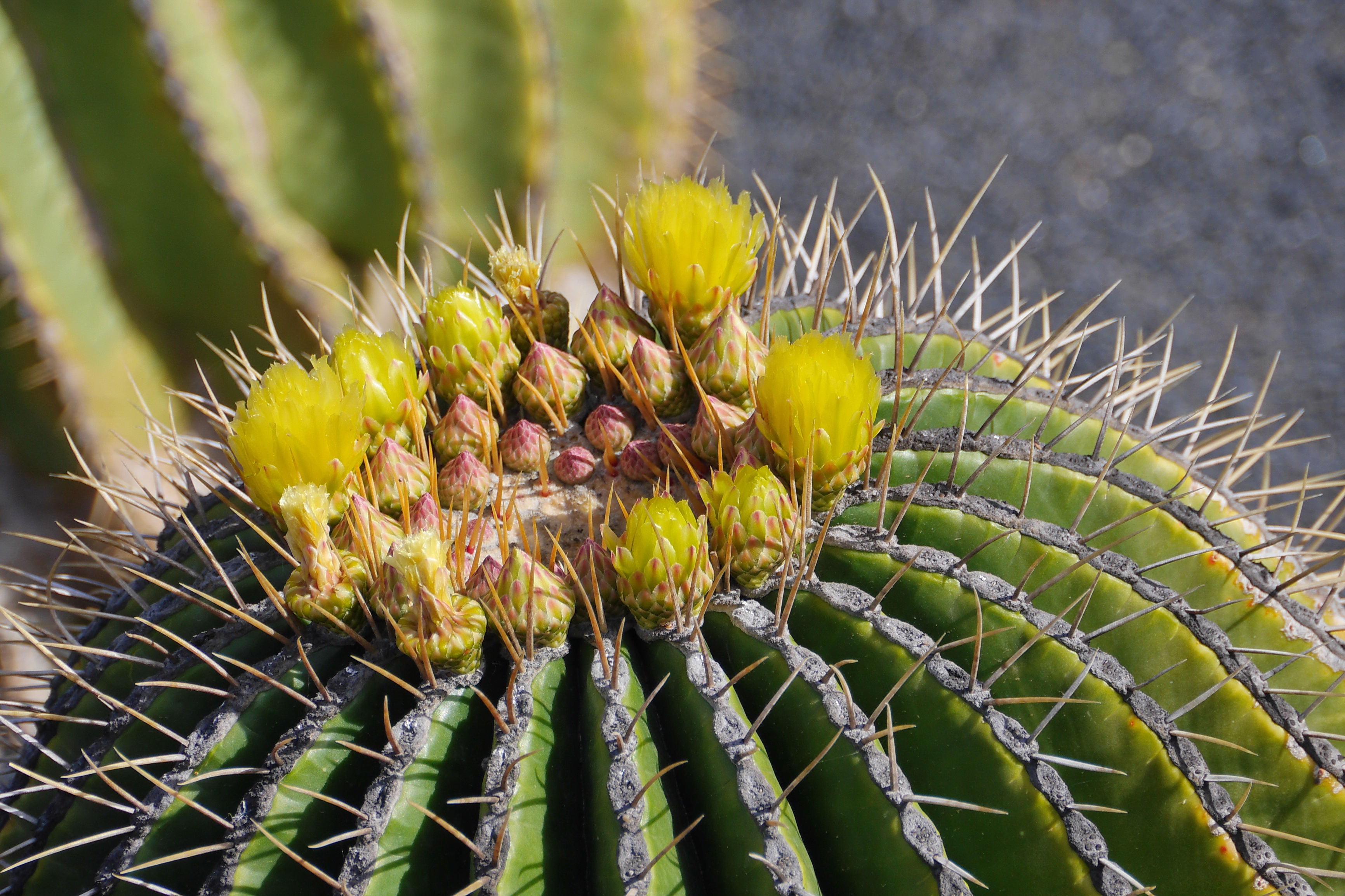 Lanzarote Hipotels La Geria 2018 0012