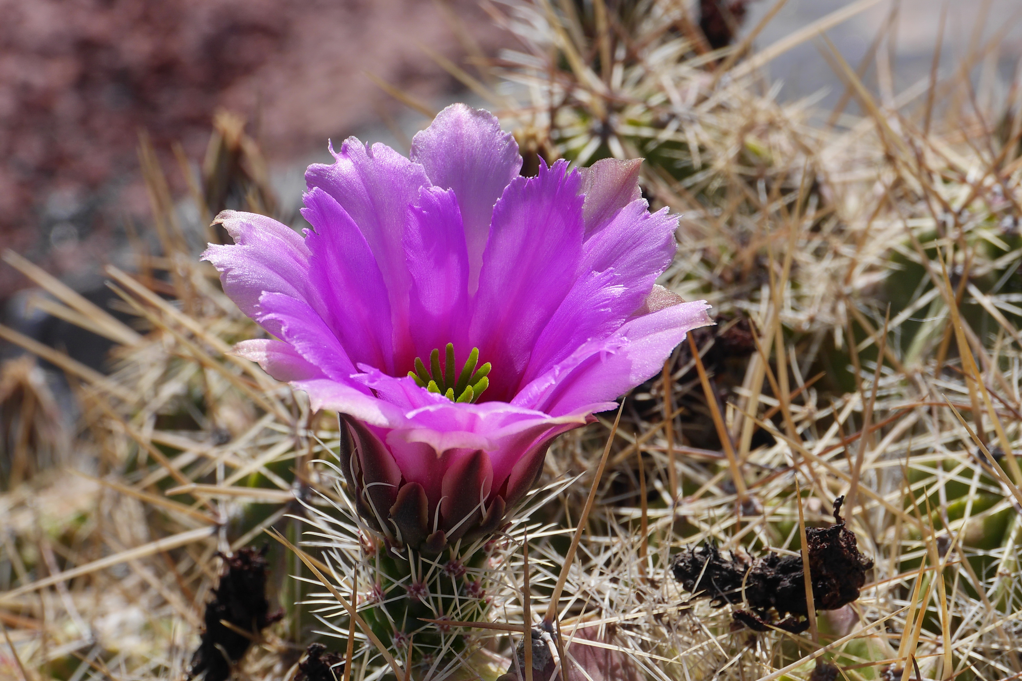 Lanzarote Hipotels La Geria 2018 0017