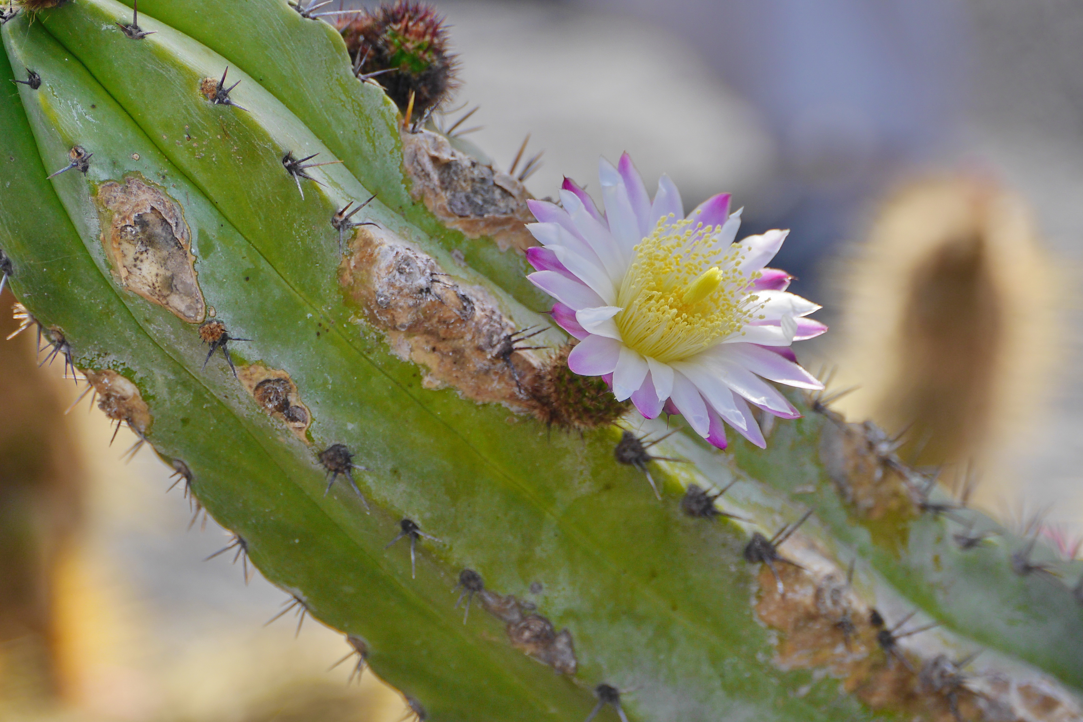 Lanzarote Hipotels La Geria 2018 0019