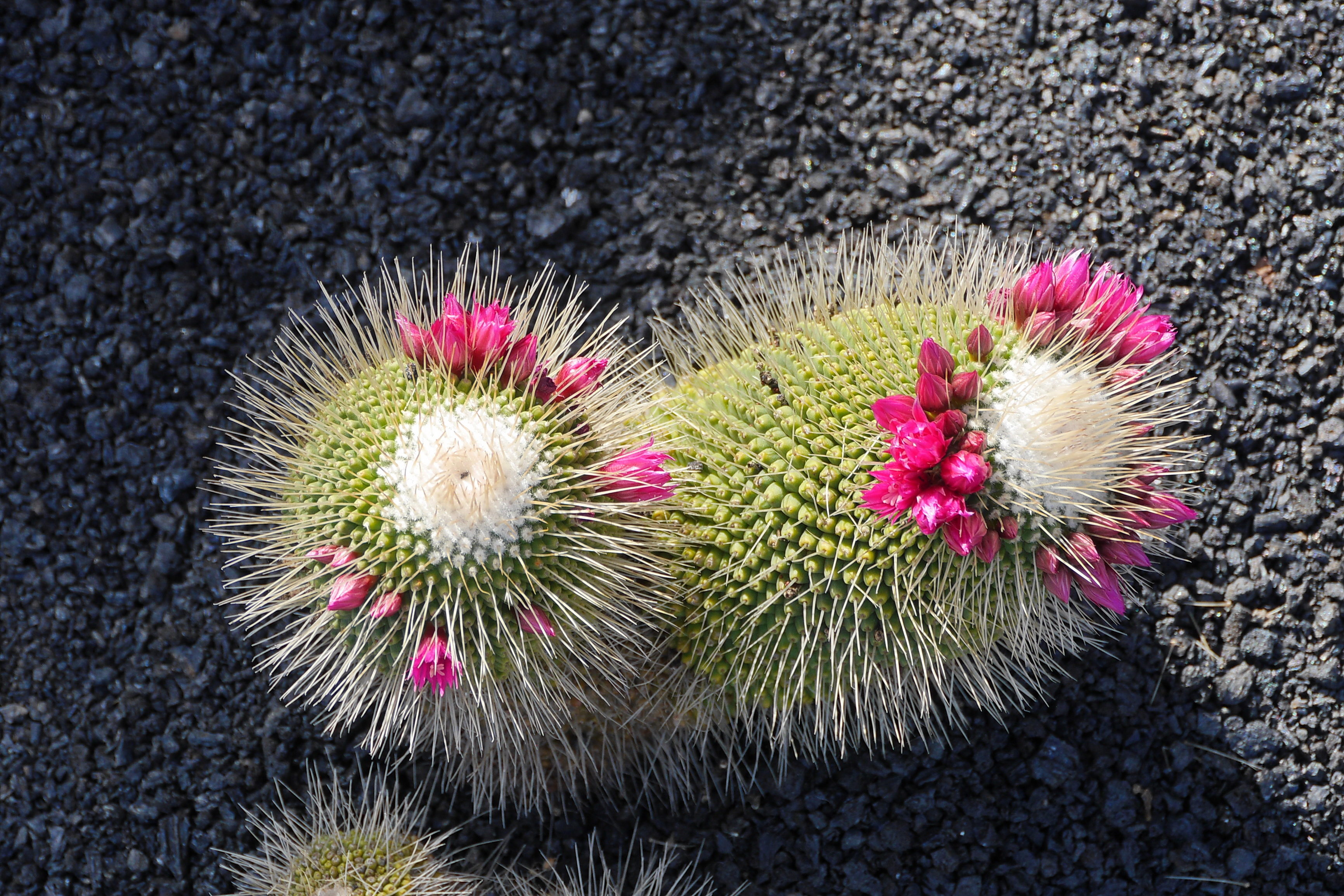 Lanzarote Hipotels La Geria 2018 0021