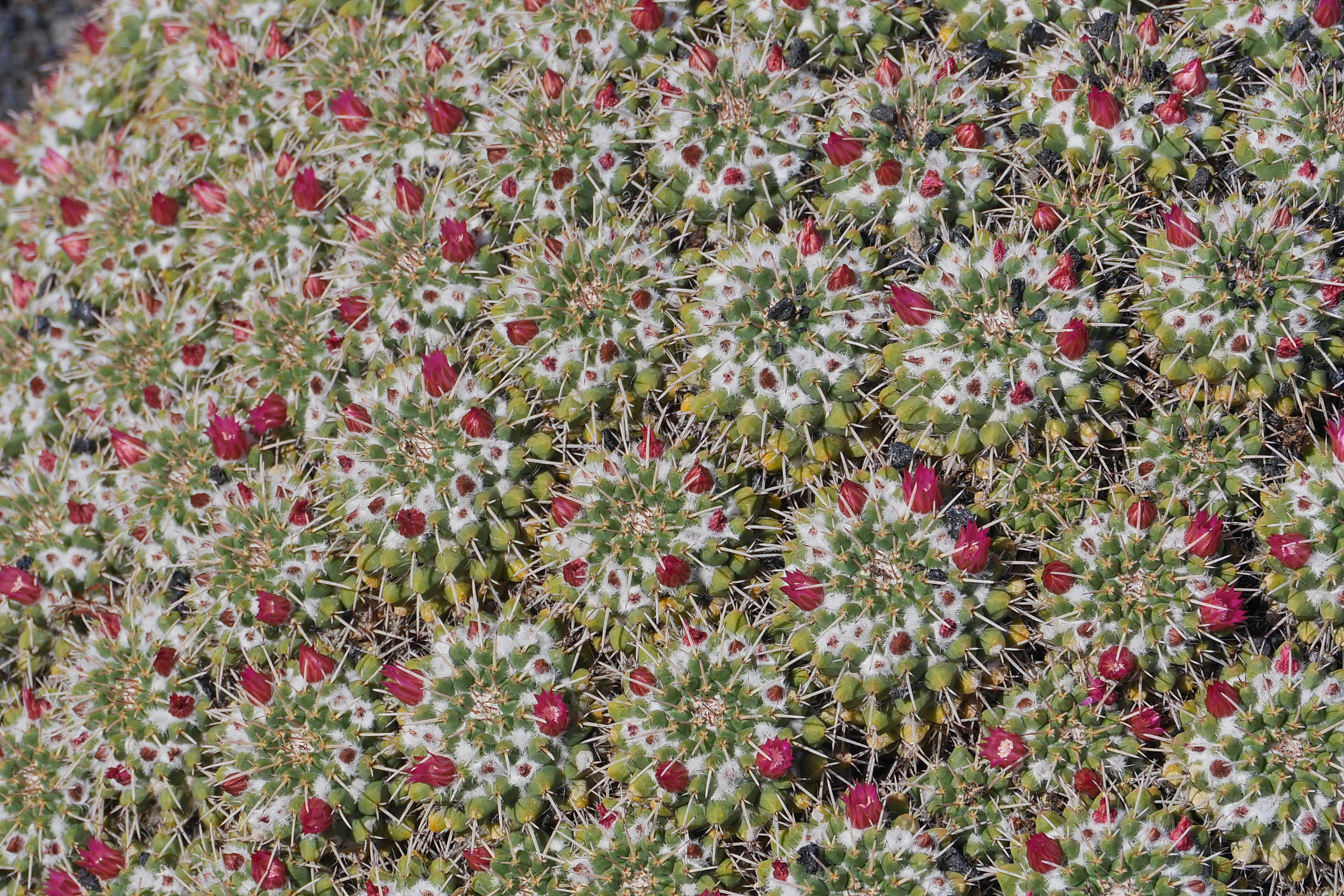 Lanzarote Hipotels La Geria 2018 0022