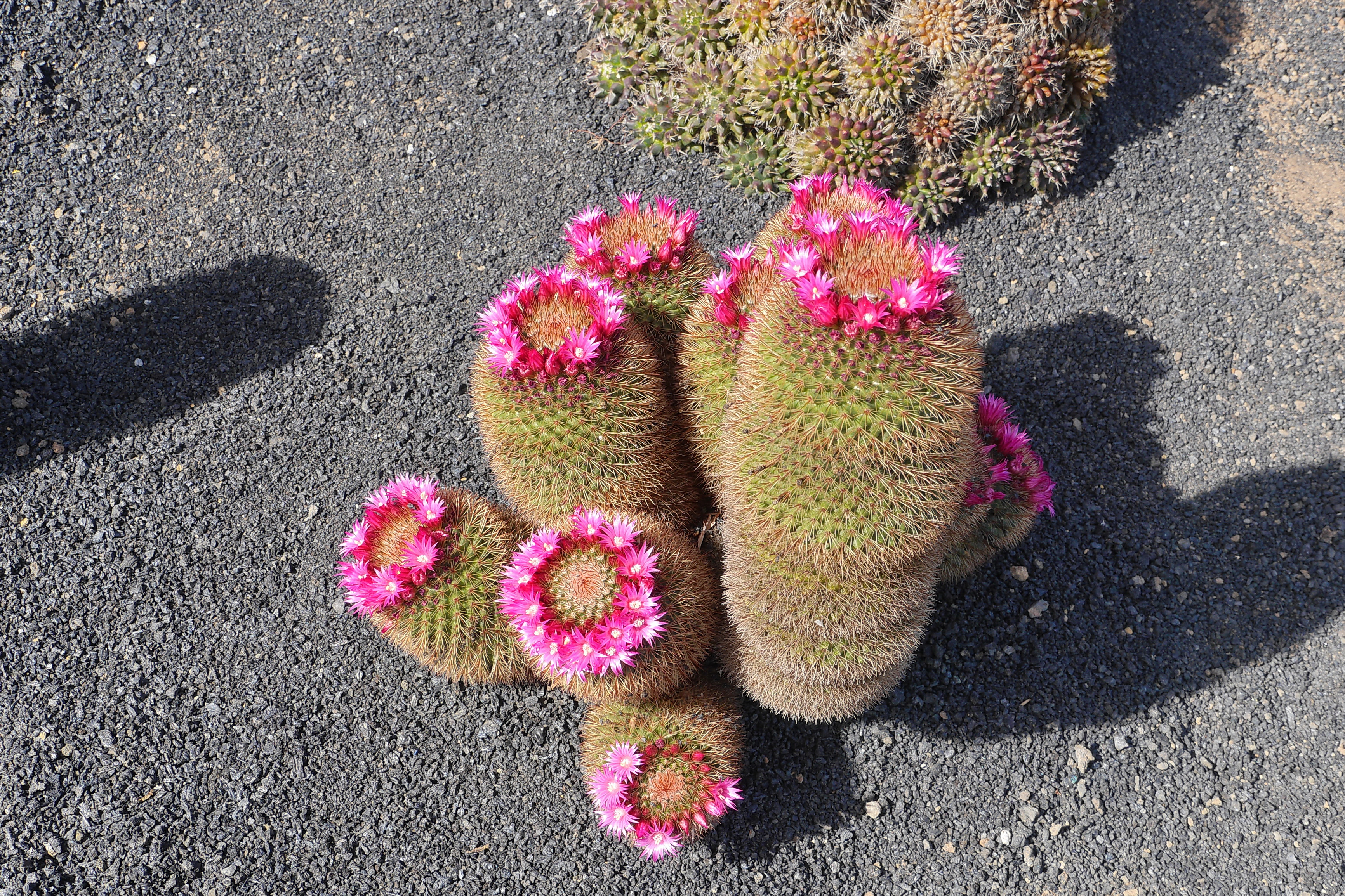 Lanzarote Hipotels La Geria 2018 0023