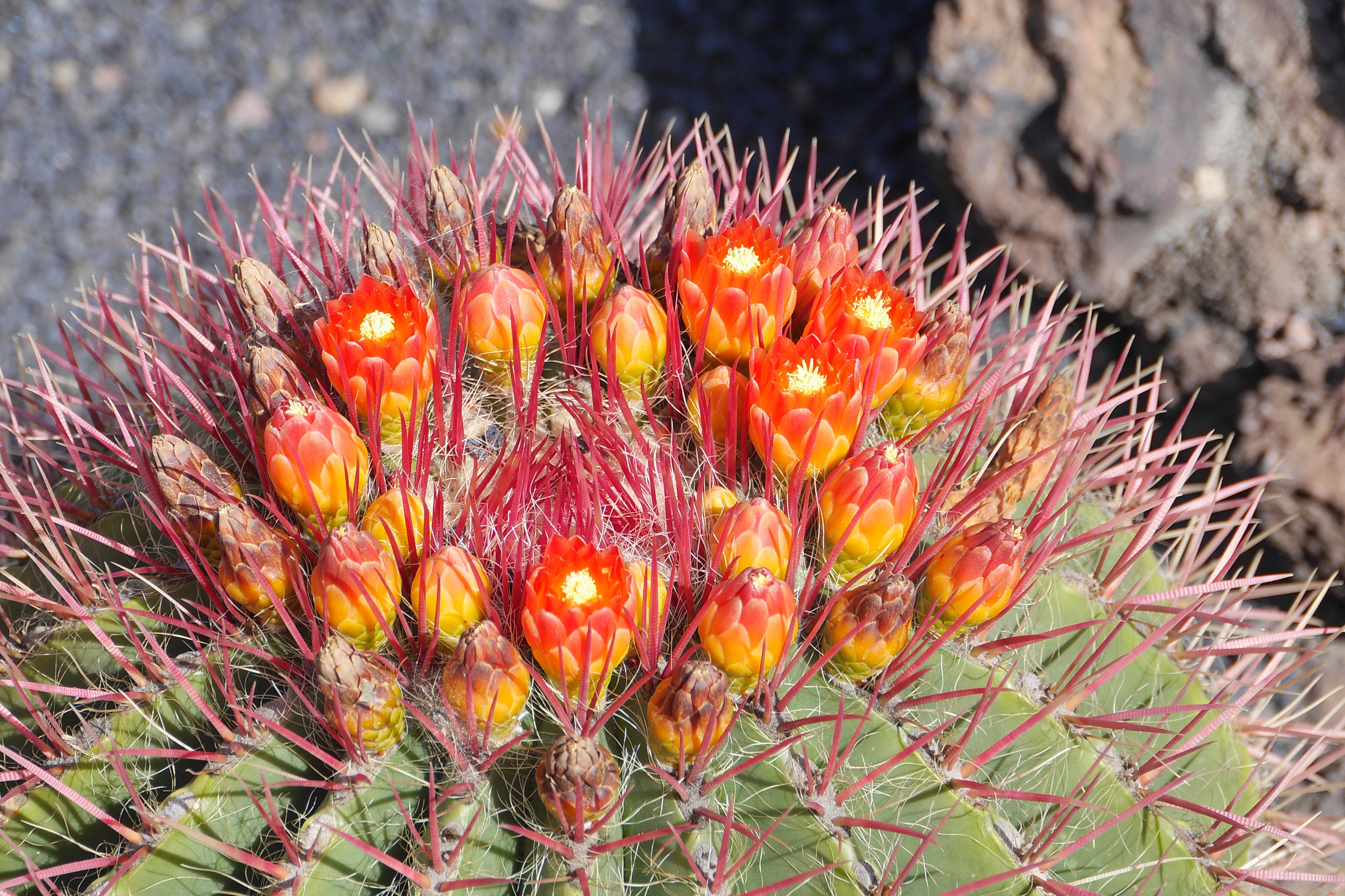 Lanzarote Hipotels La Geria 2018 0025