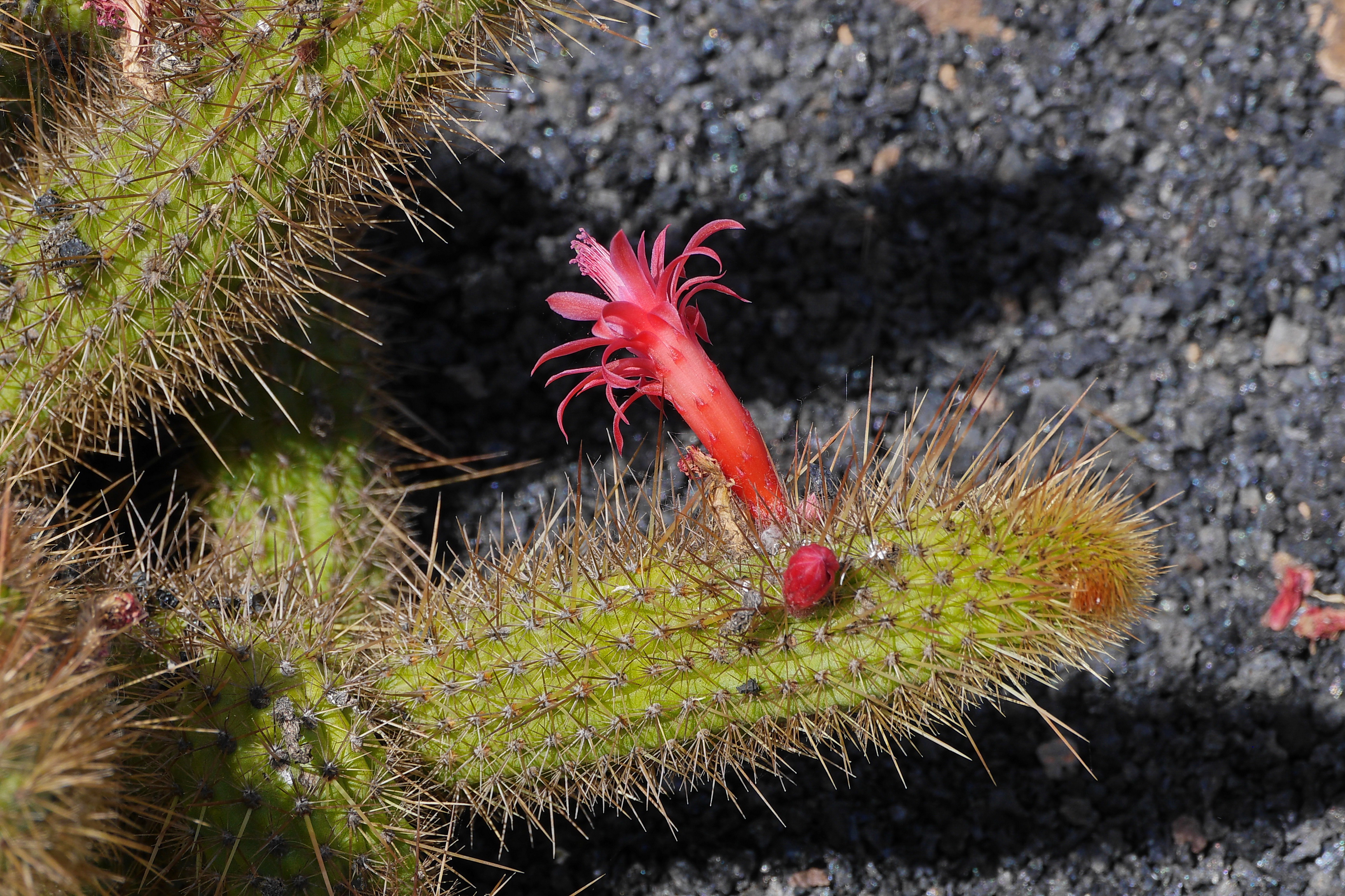 Lanzarote Hipotels La Geria 2018 0031
