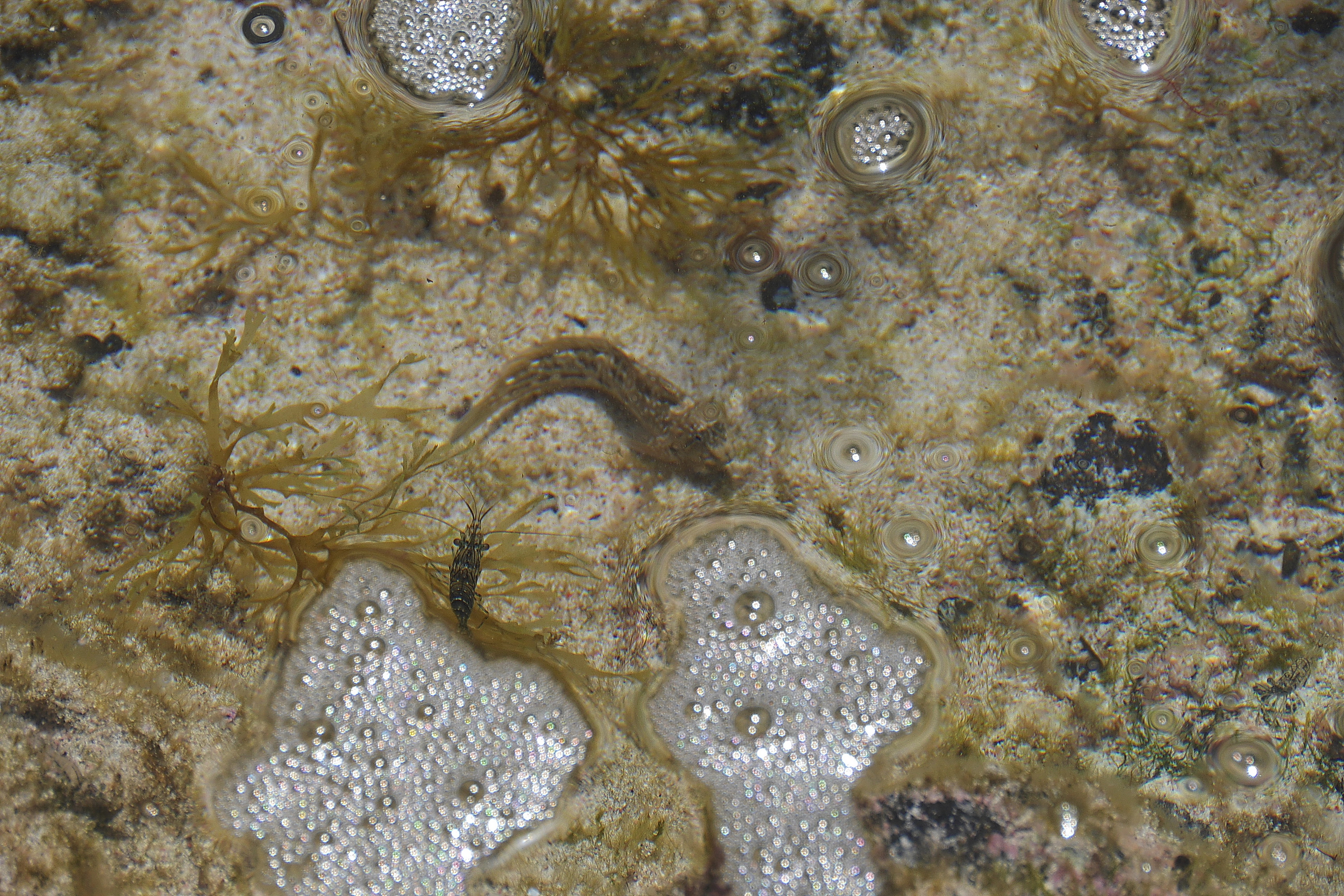 Lanzarote Hipotels La Geria 2018 0042