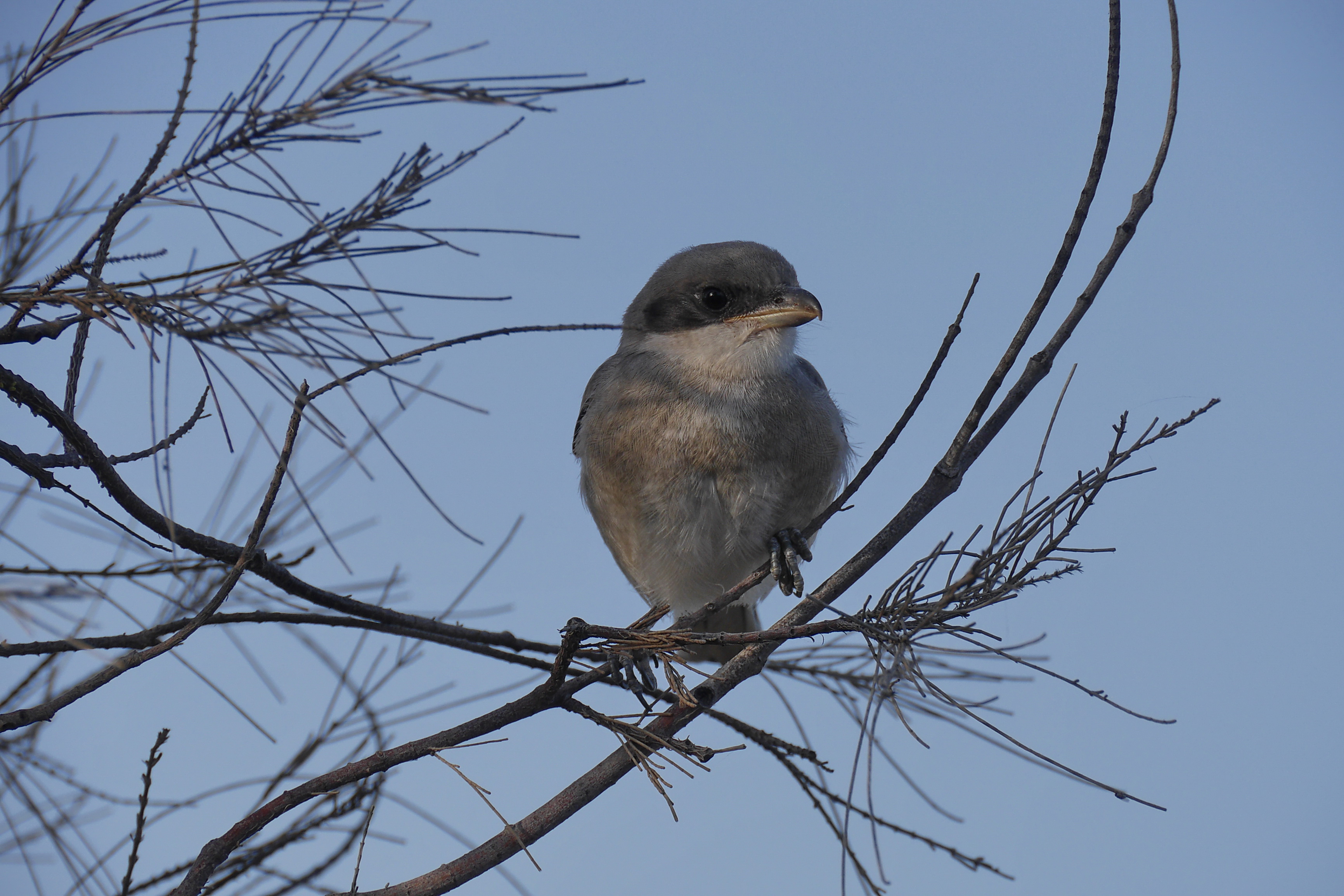 Lanzarote Hipotels La Geria 2018 0115