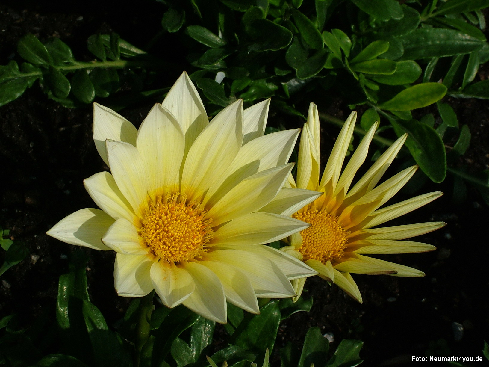 Bluetenteppich Eingang West 017