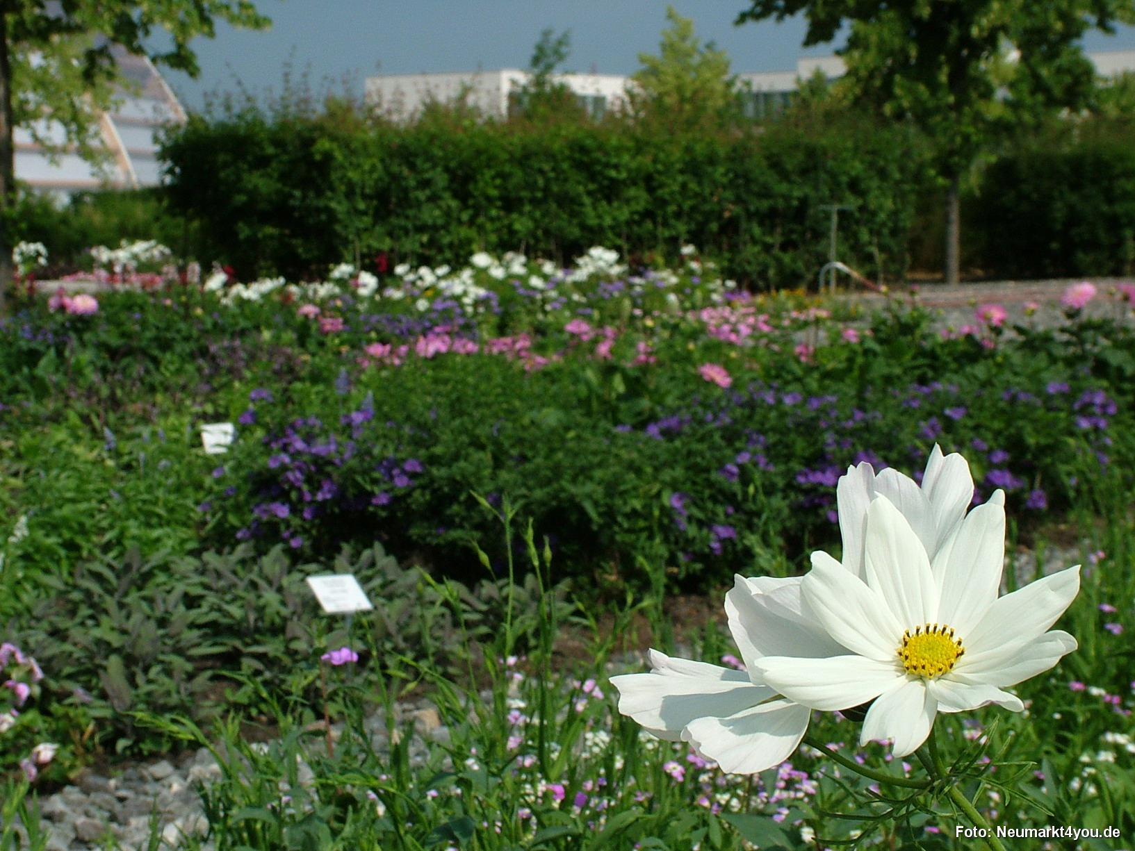 Bluettenteppich Eingang West 010