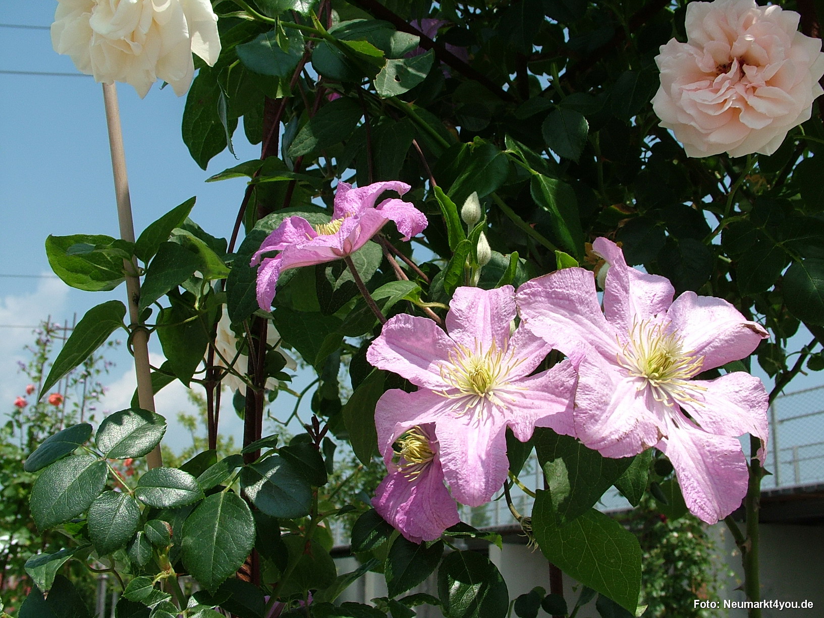 Garten in Kuebeln 036
