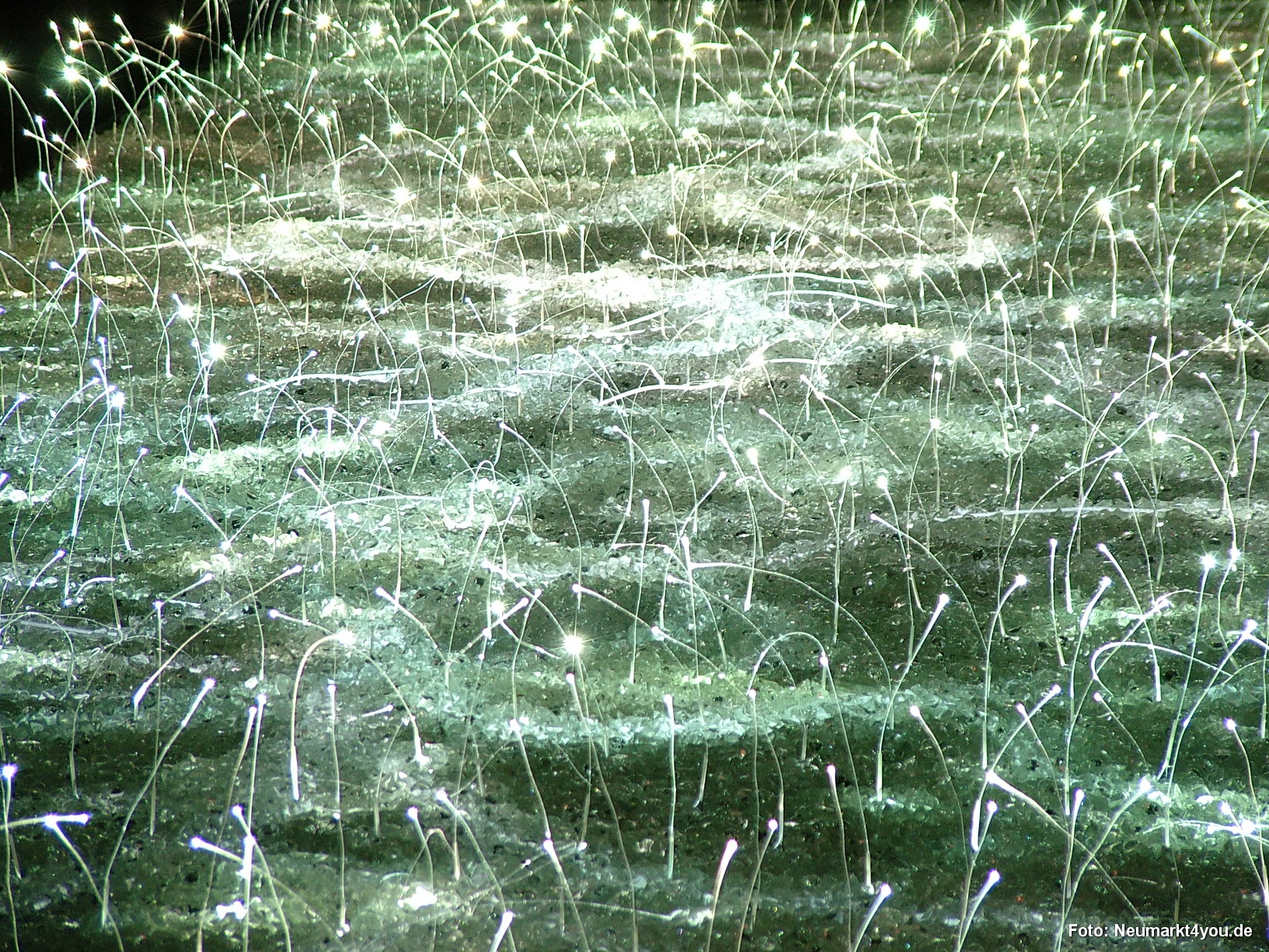 Lichtwiese Berching 022