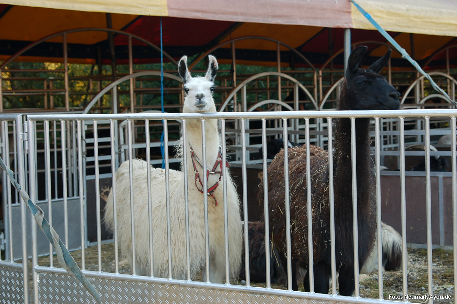 0220 Circus Berlin 280706