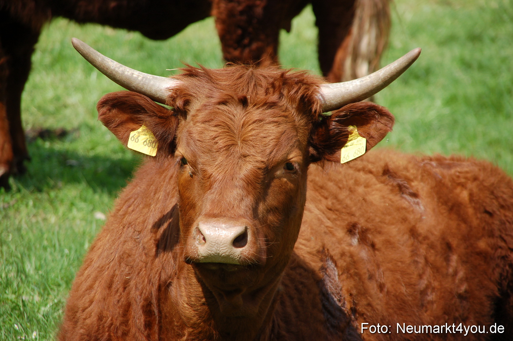 Fruehlingsfest Neumarkt Eselrennen 2006
