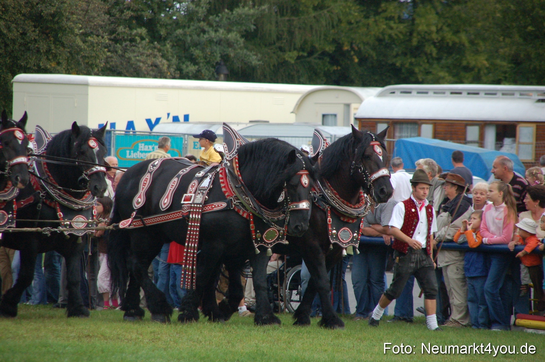 0008 Pferde Fohlenschau 200807