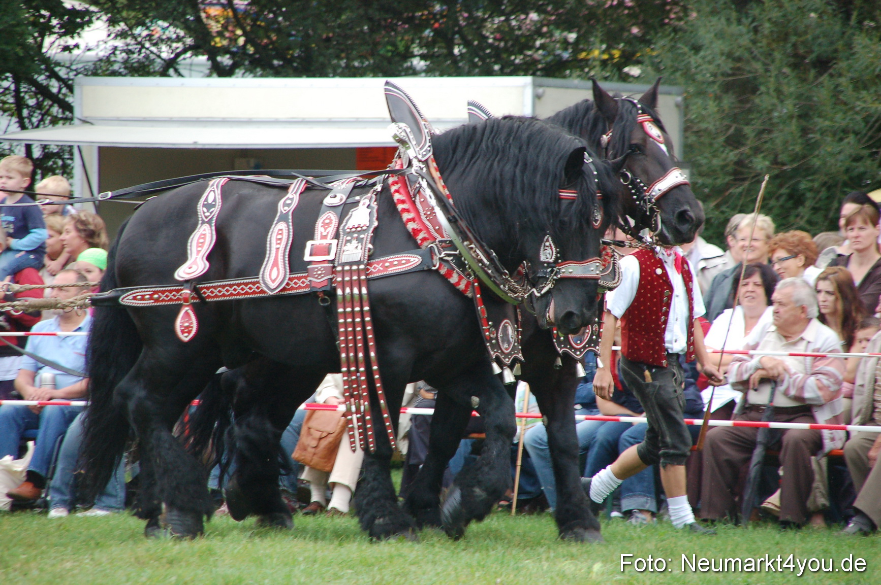 0012 Pferde Fohlenschau 200807