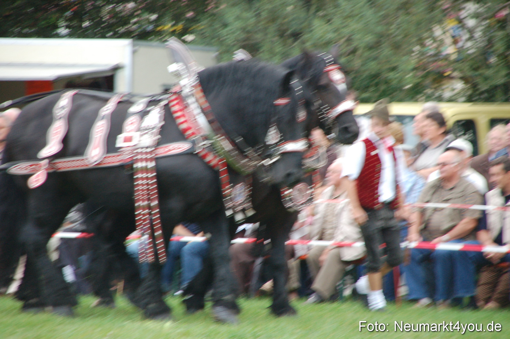 0013 Pferde Fohlenschau 200807