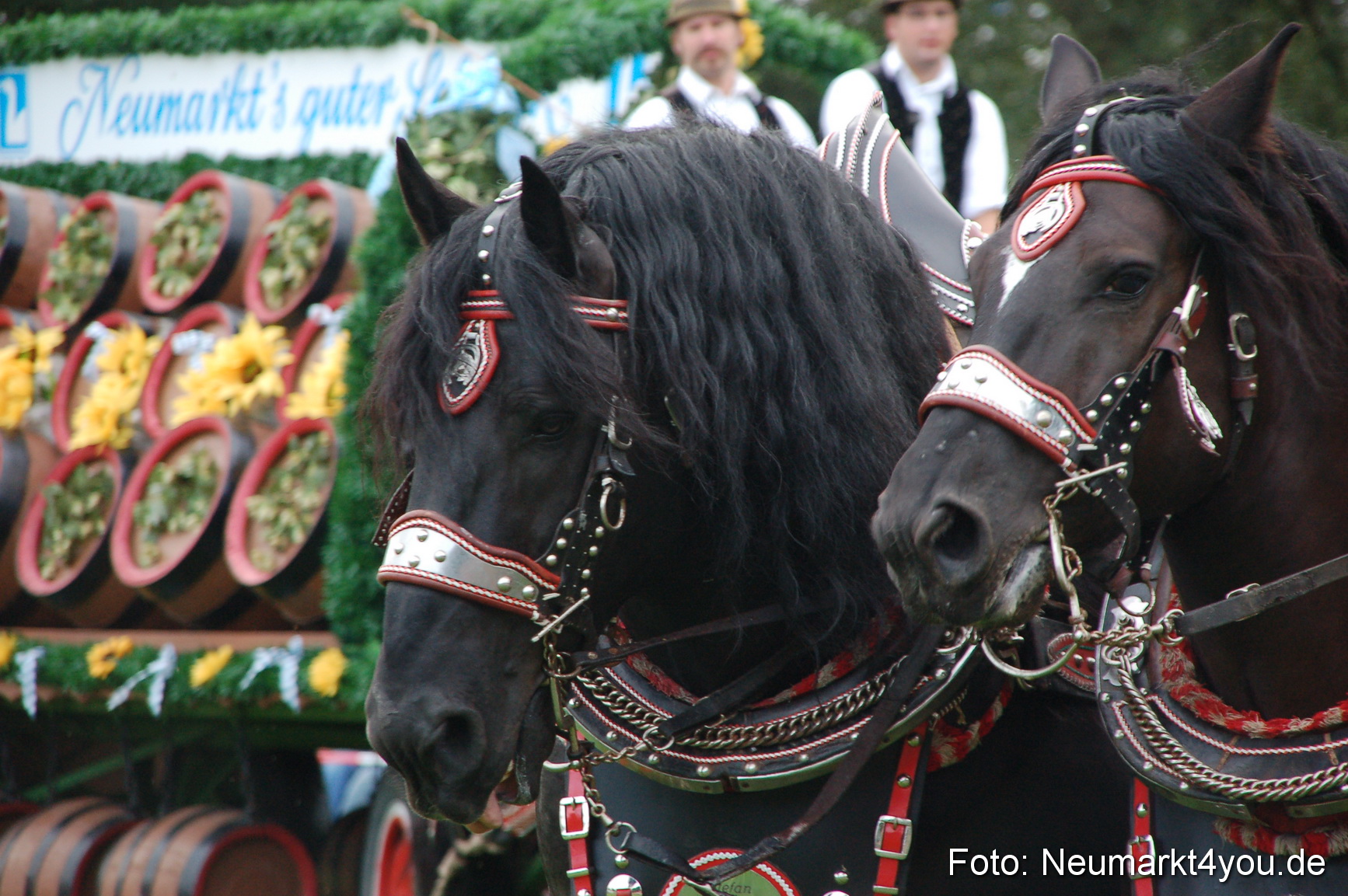 0015 Pferde Fohlenschau 200807