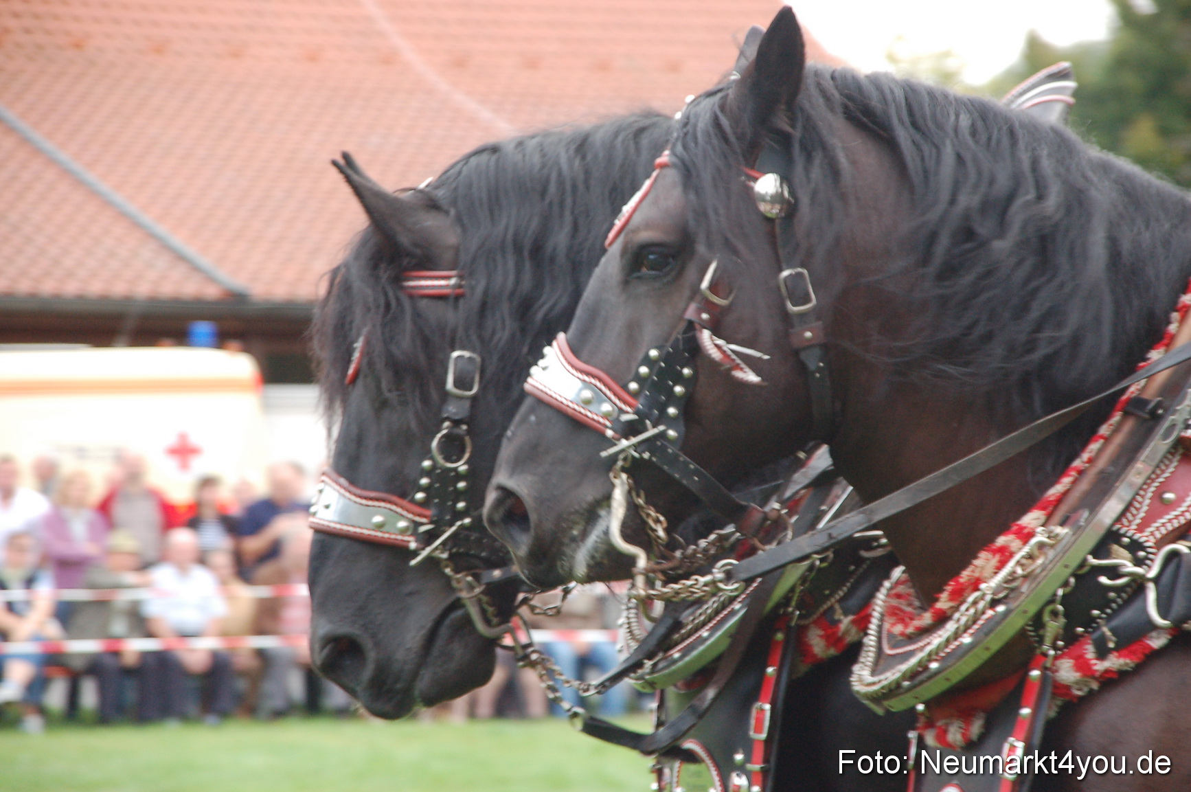0016 Pferde Fohlenschau 200807
