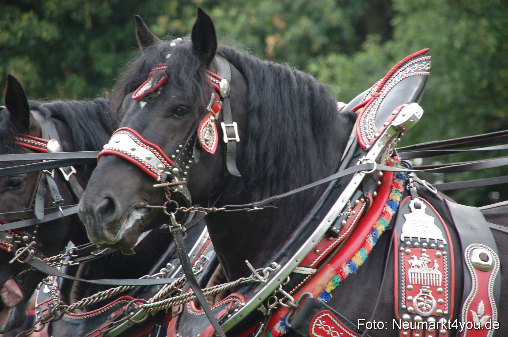0017 Pferde Fohlenschau 200807