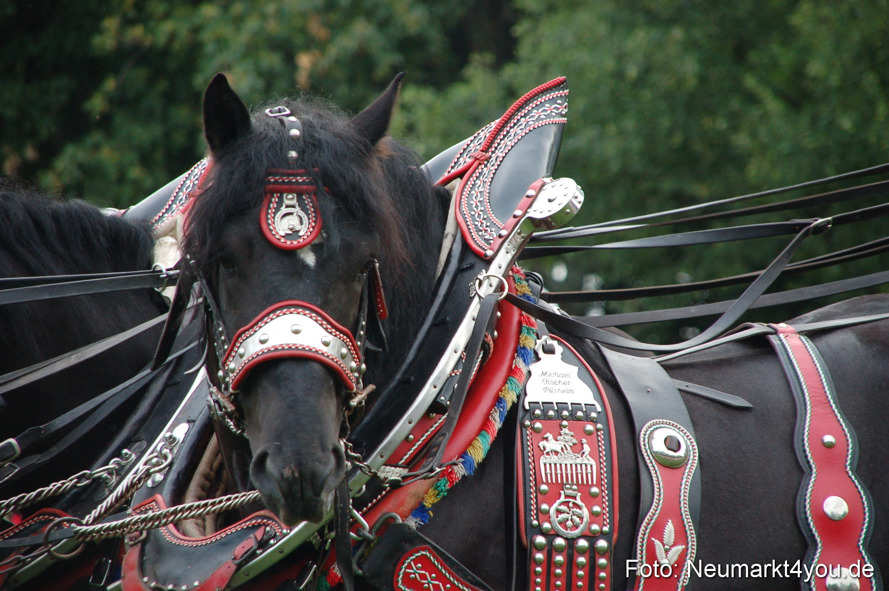 0018 Pferde Fohlenschau 200807