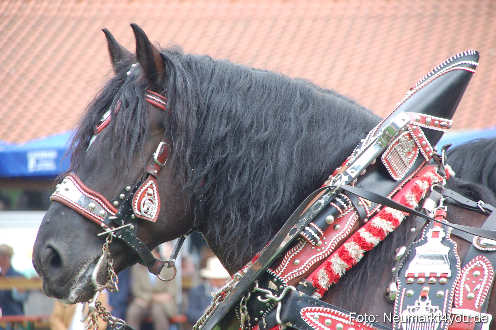 0031 Pferde Fohlenschau 200807