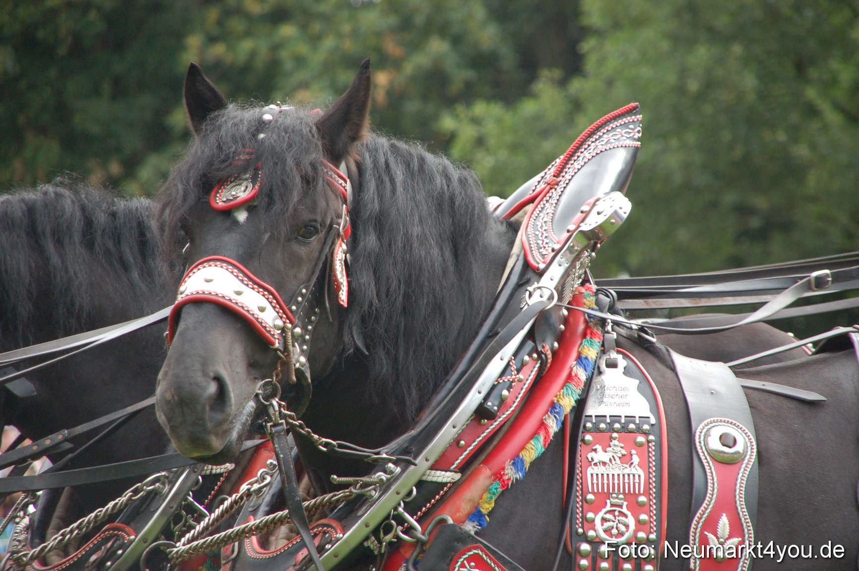 0039 Pferde Fohlenschau 200807