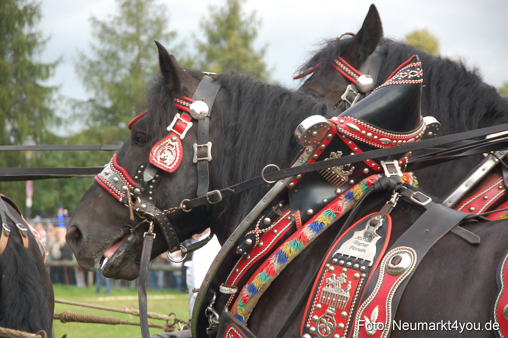 0047 Pferde Fohlenschau 200807