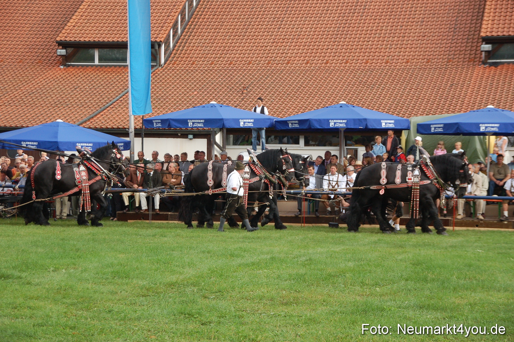 0048 Pferde Fohlenschau 200807