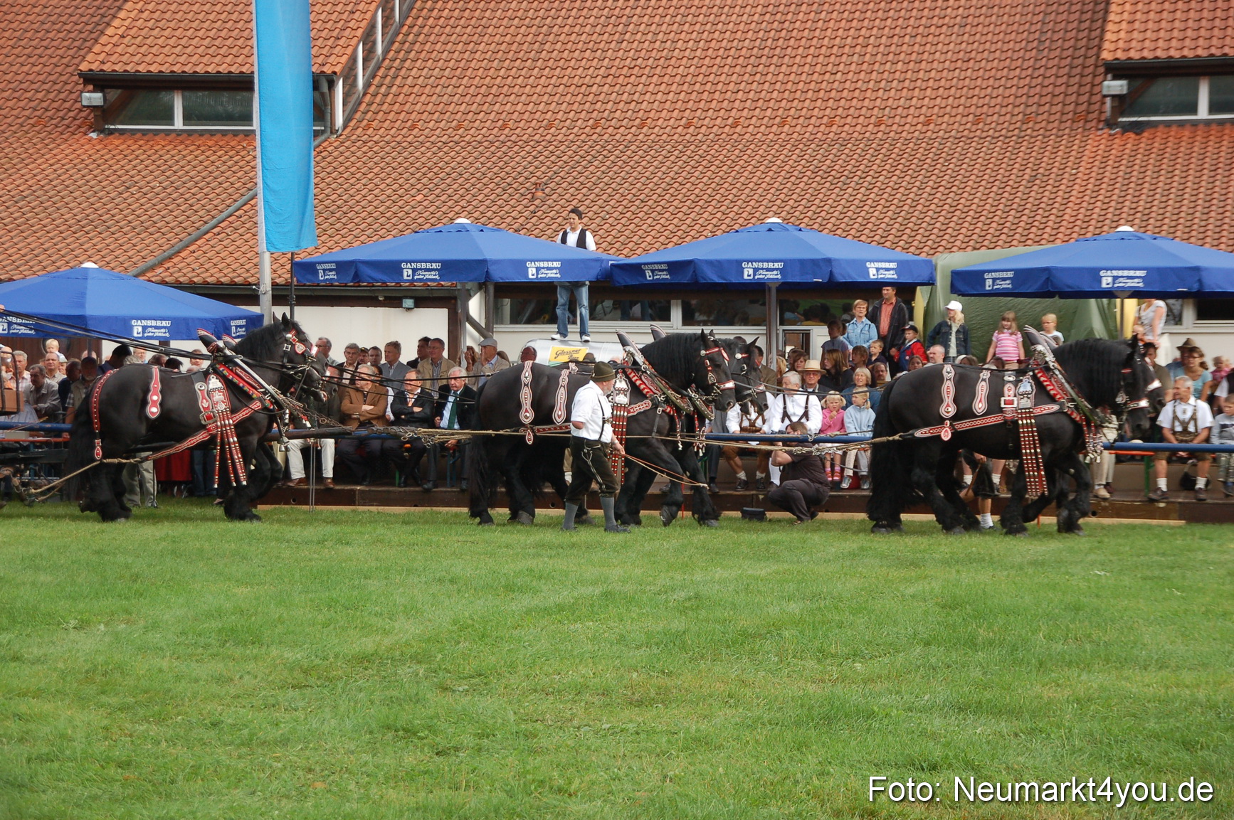 0049 Pferde Fohlenschau 200807