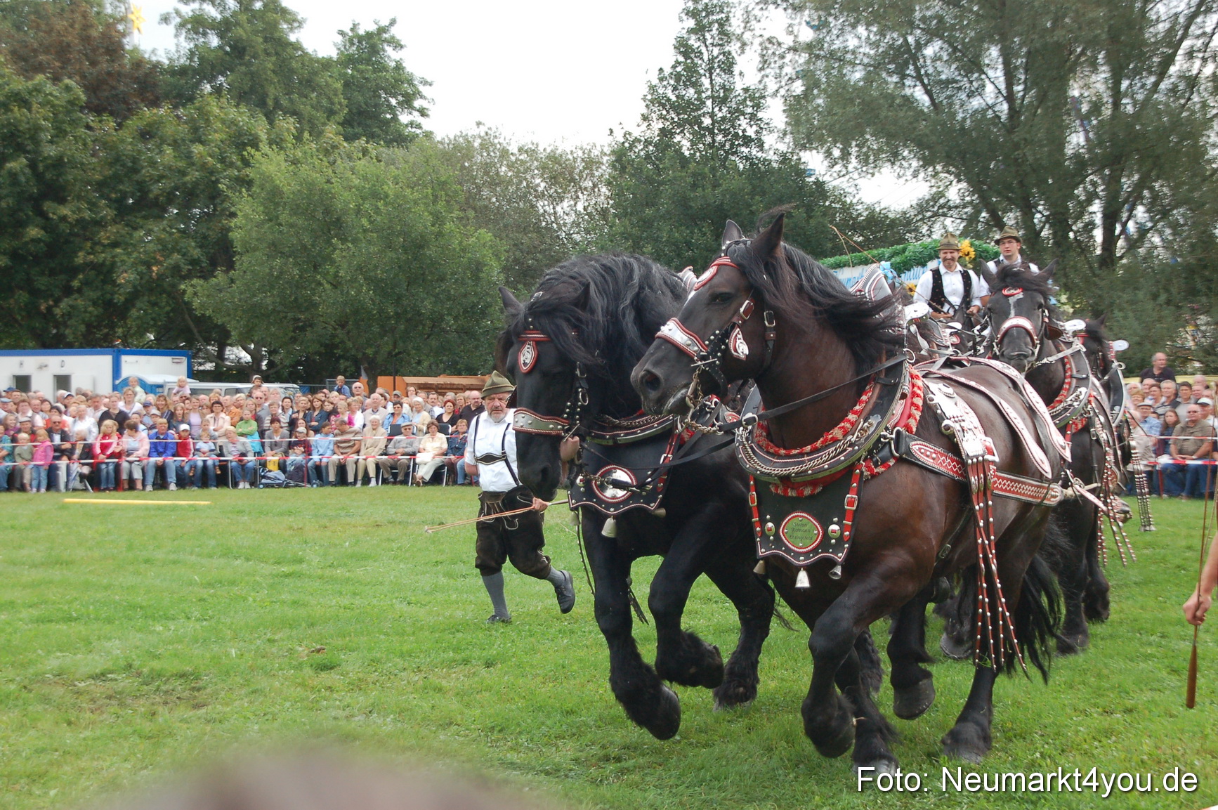 0053 Pferde Fohlenschau 200807