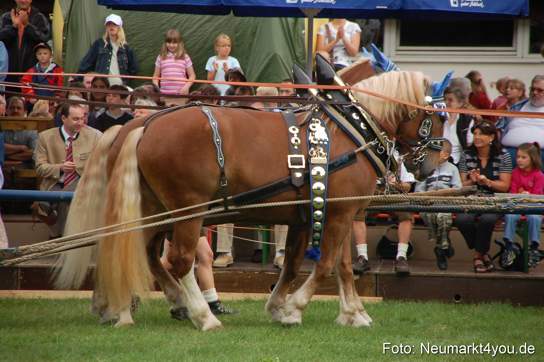 0113 Pferde Fohlenschau 200807