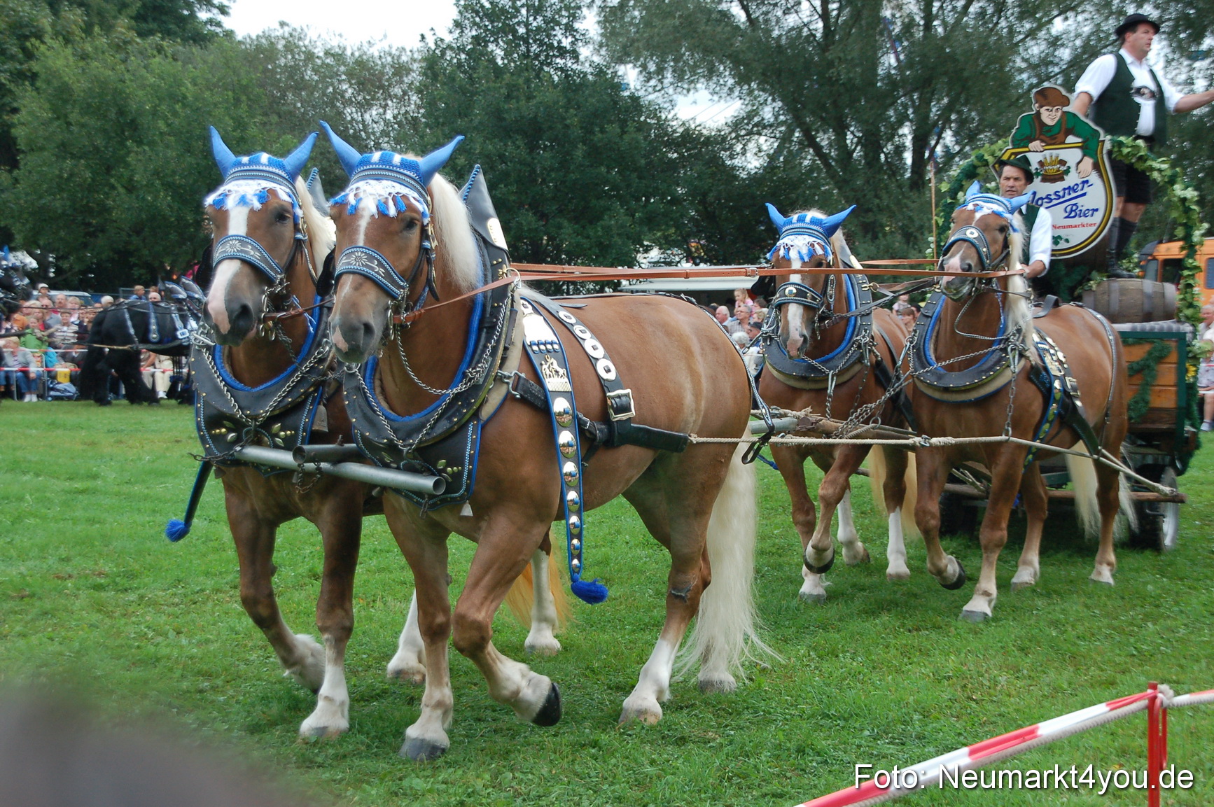 0117 Pferde Fohlenschau 200807