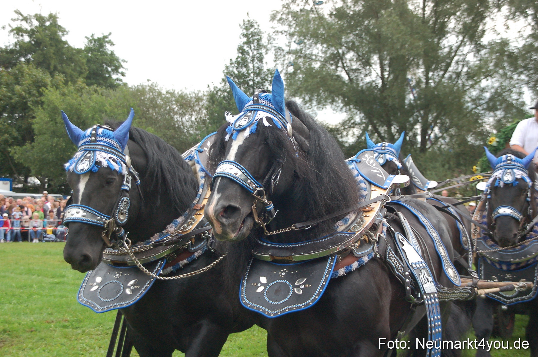 0122 Pferde Fohlenschau 200807