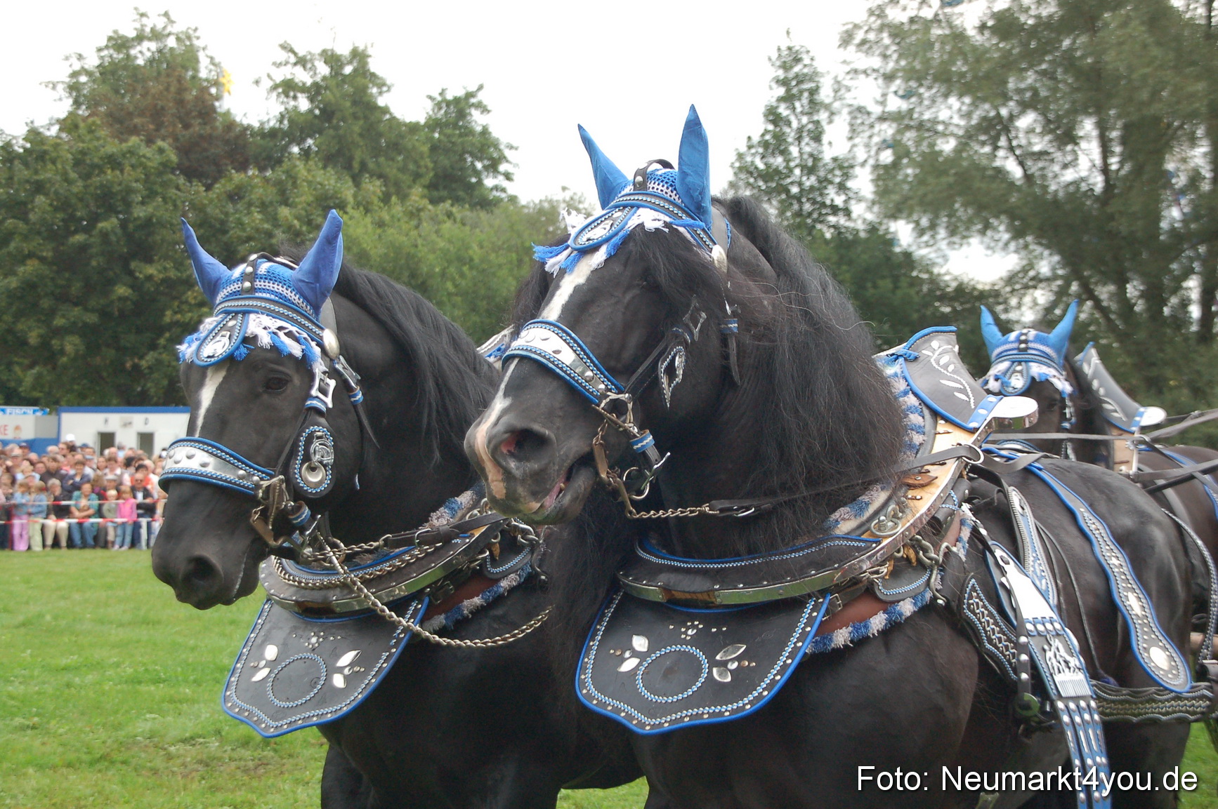 0123 Pferde Fohlenschau 200807