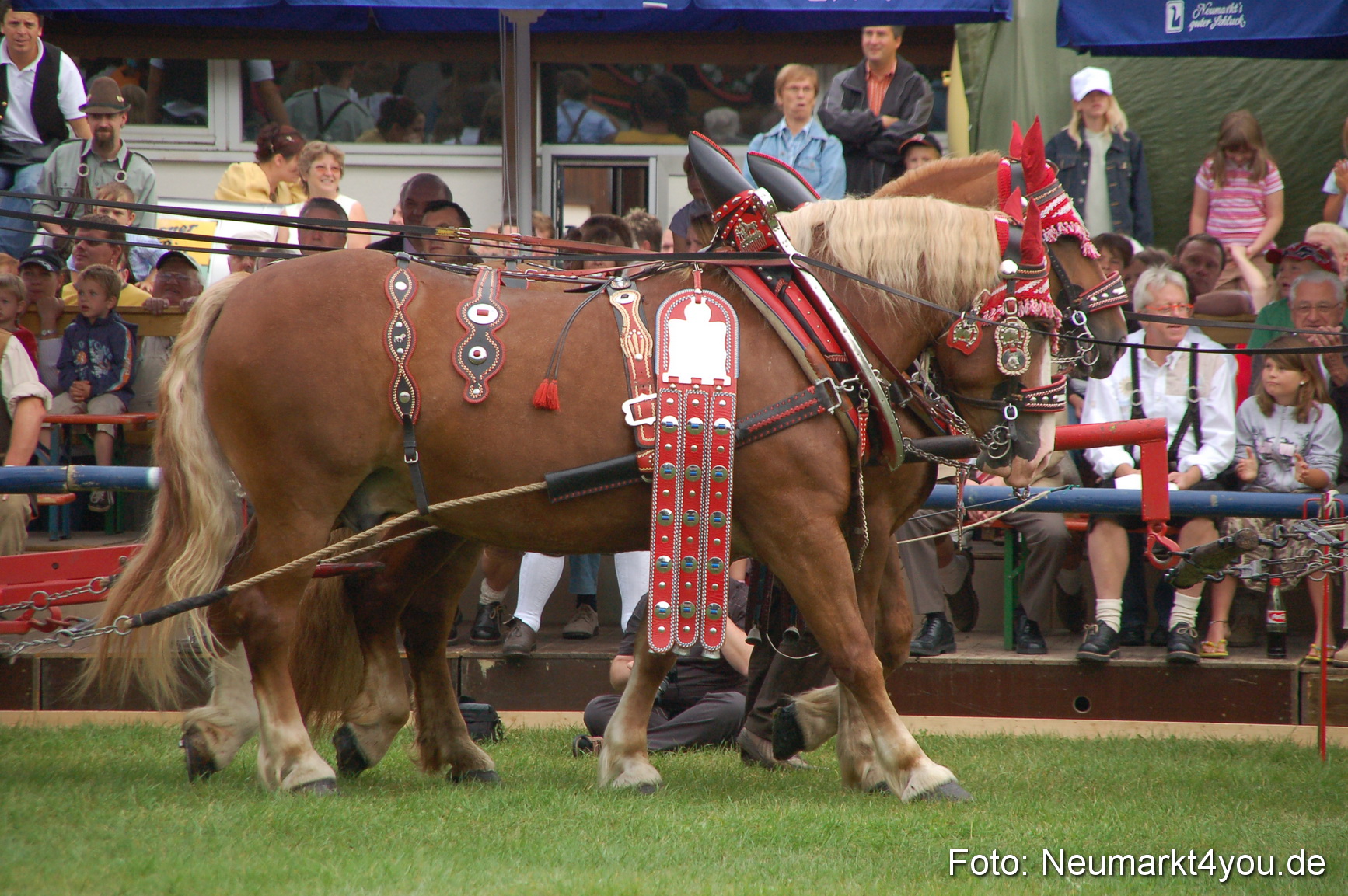 0124 Pferde Fohlenschau 200807