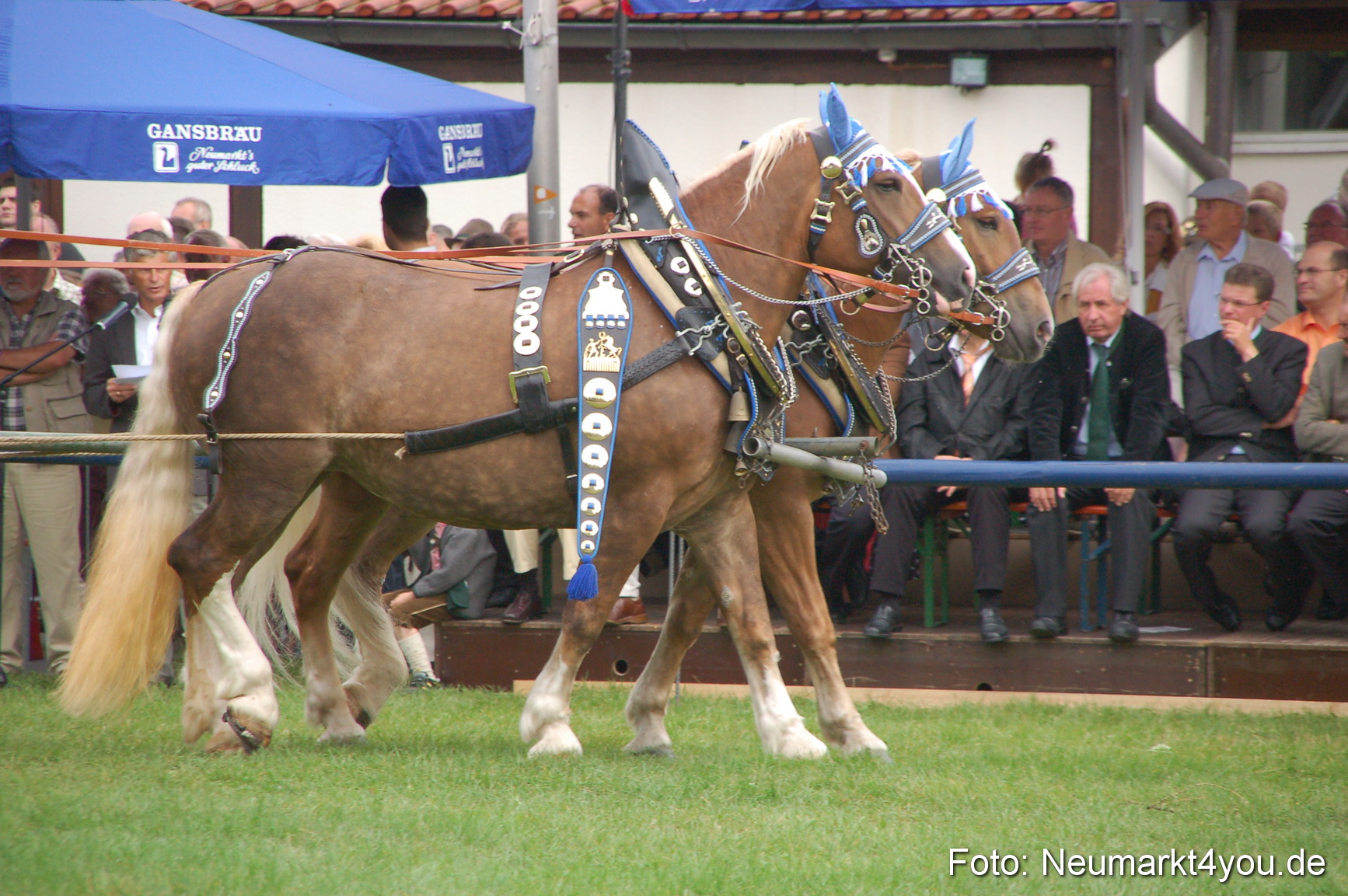 0125 Pferde Fohlenschau 200807