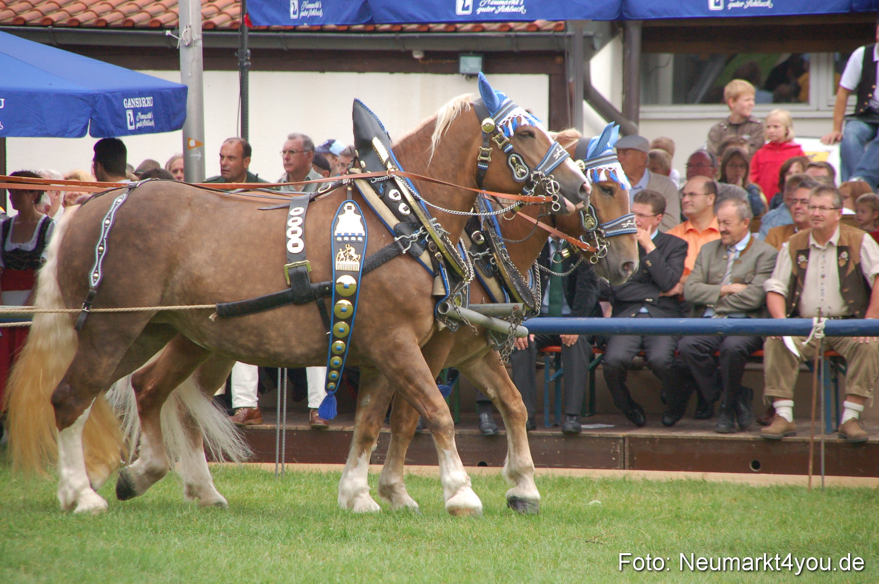 0126 Pferde Fohlenschau 200807