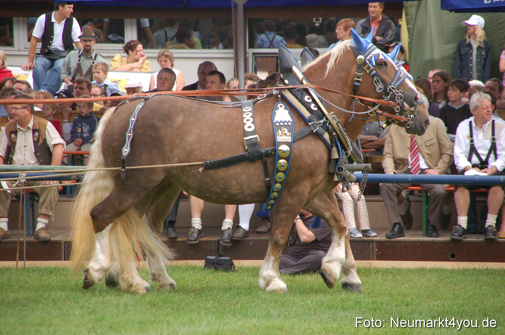 0127 Pferde Fohlenschau 200807