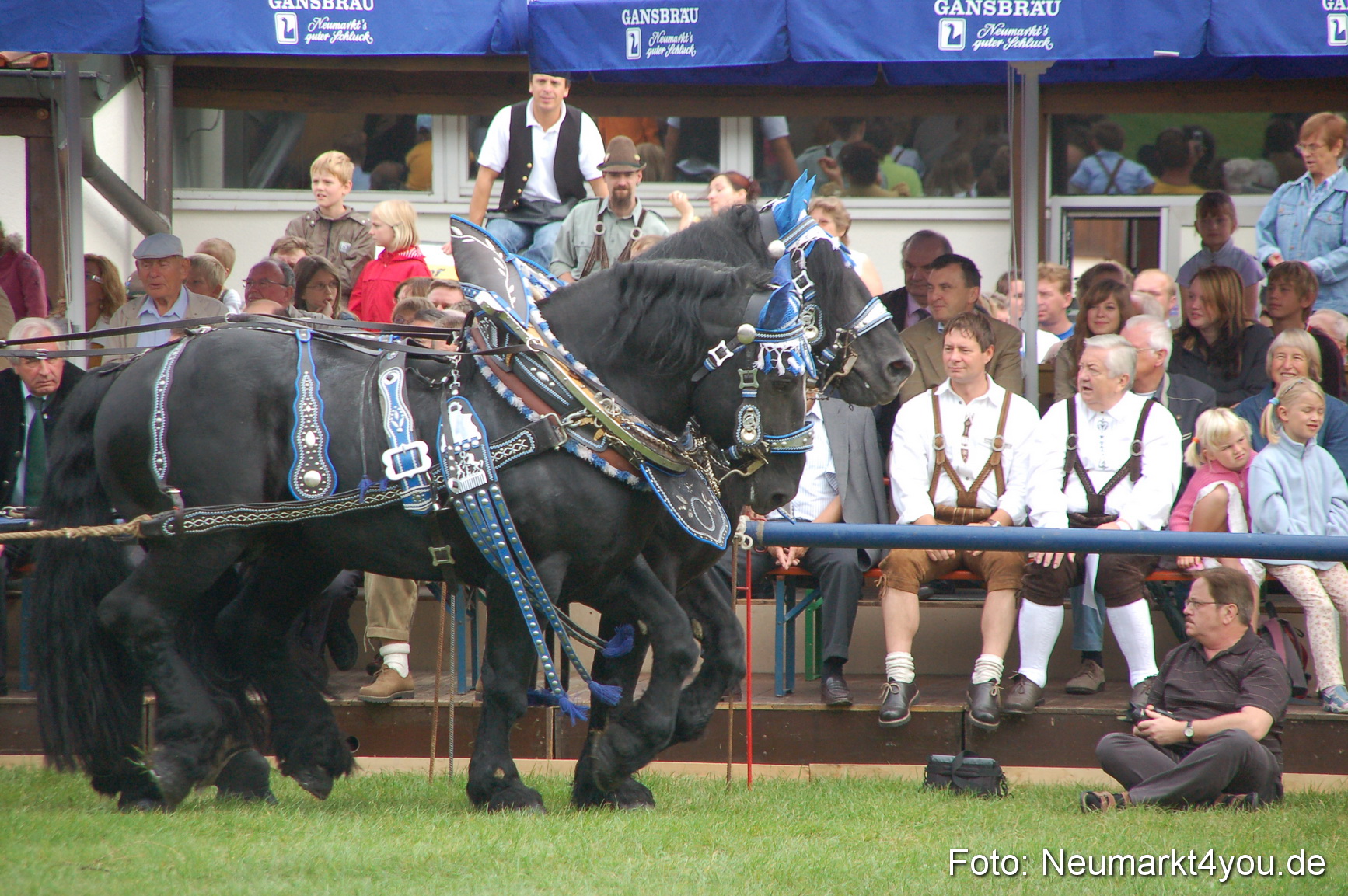 0128 Pferde Fohlenschau 200807
