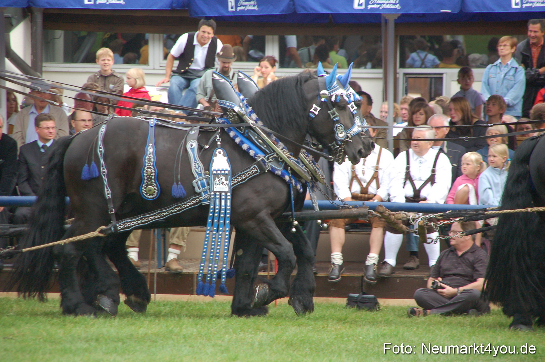 0129 Pferde Fohlenschau 200807