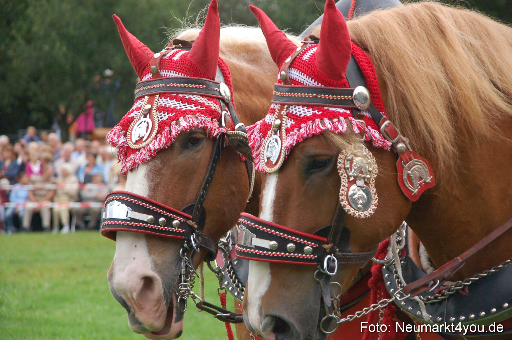 0131 Pferde Fohlenschau 200807