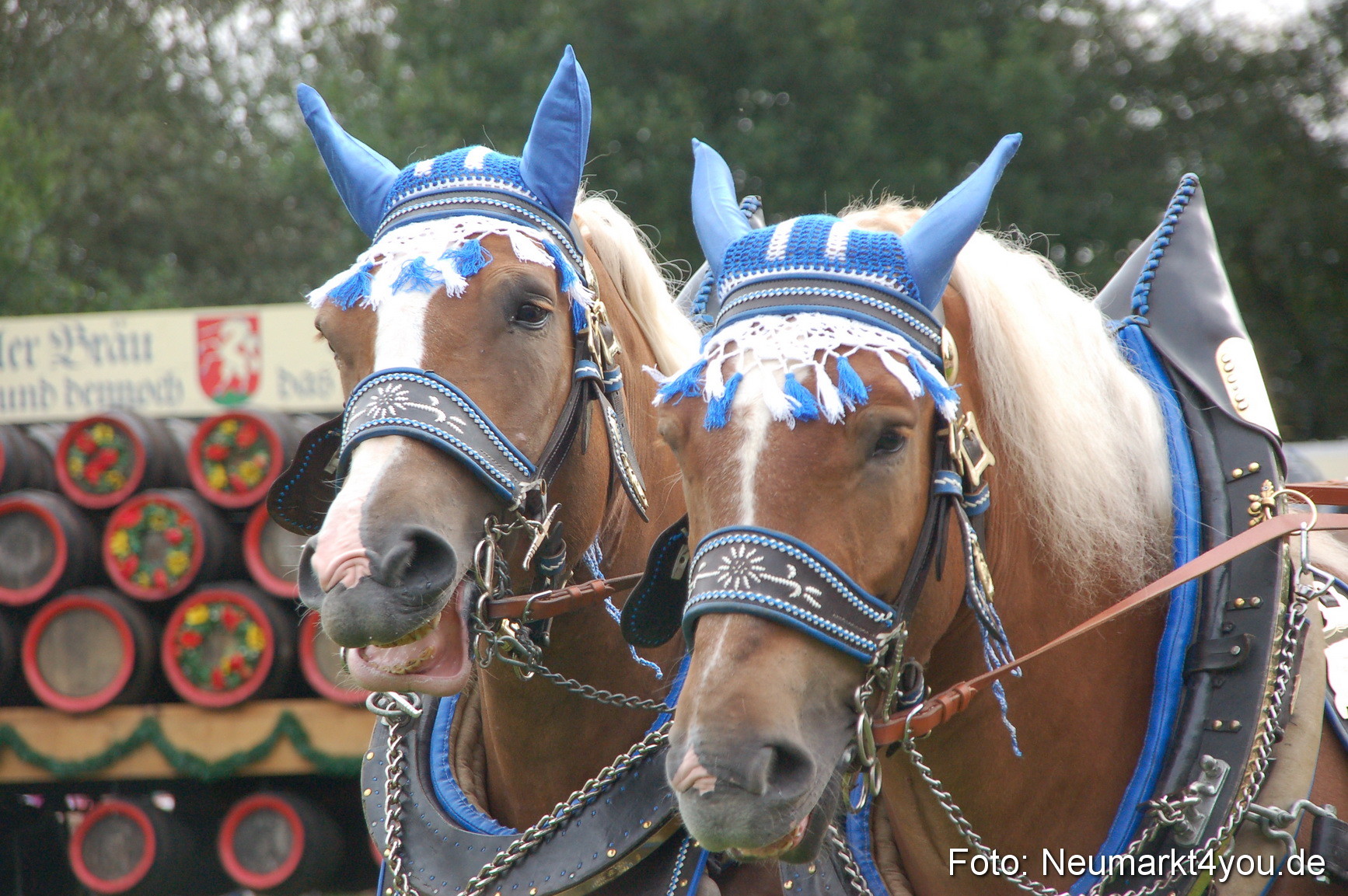 0135 Pferde Fohlenschau 200807